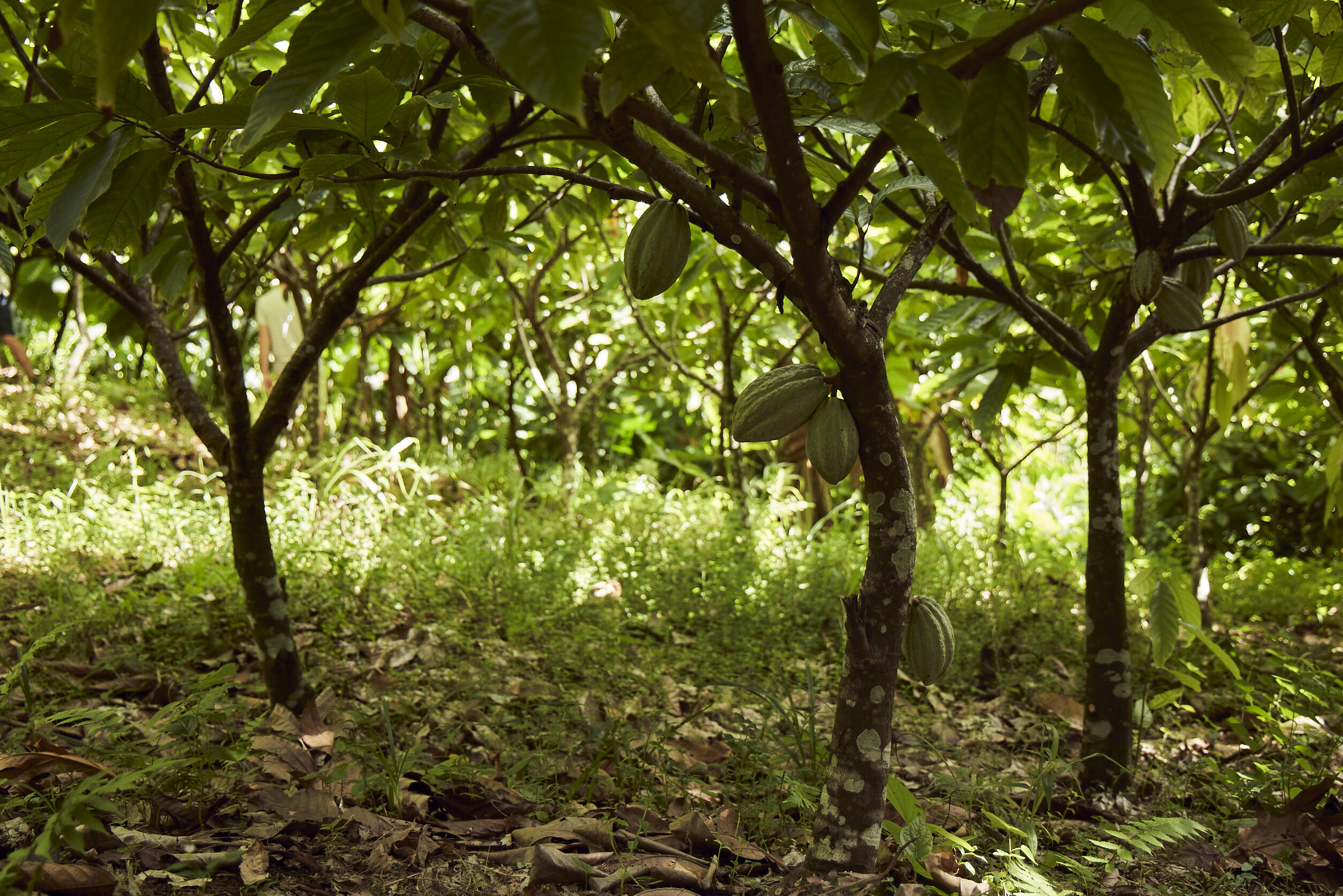 20231124_RLB MARTINIQUE_AB_72A9995-lr.jpg