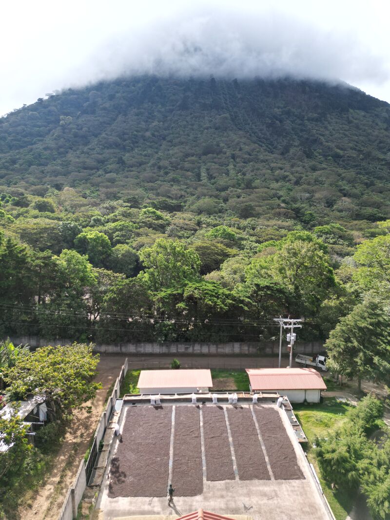 Los Naranjos