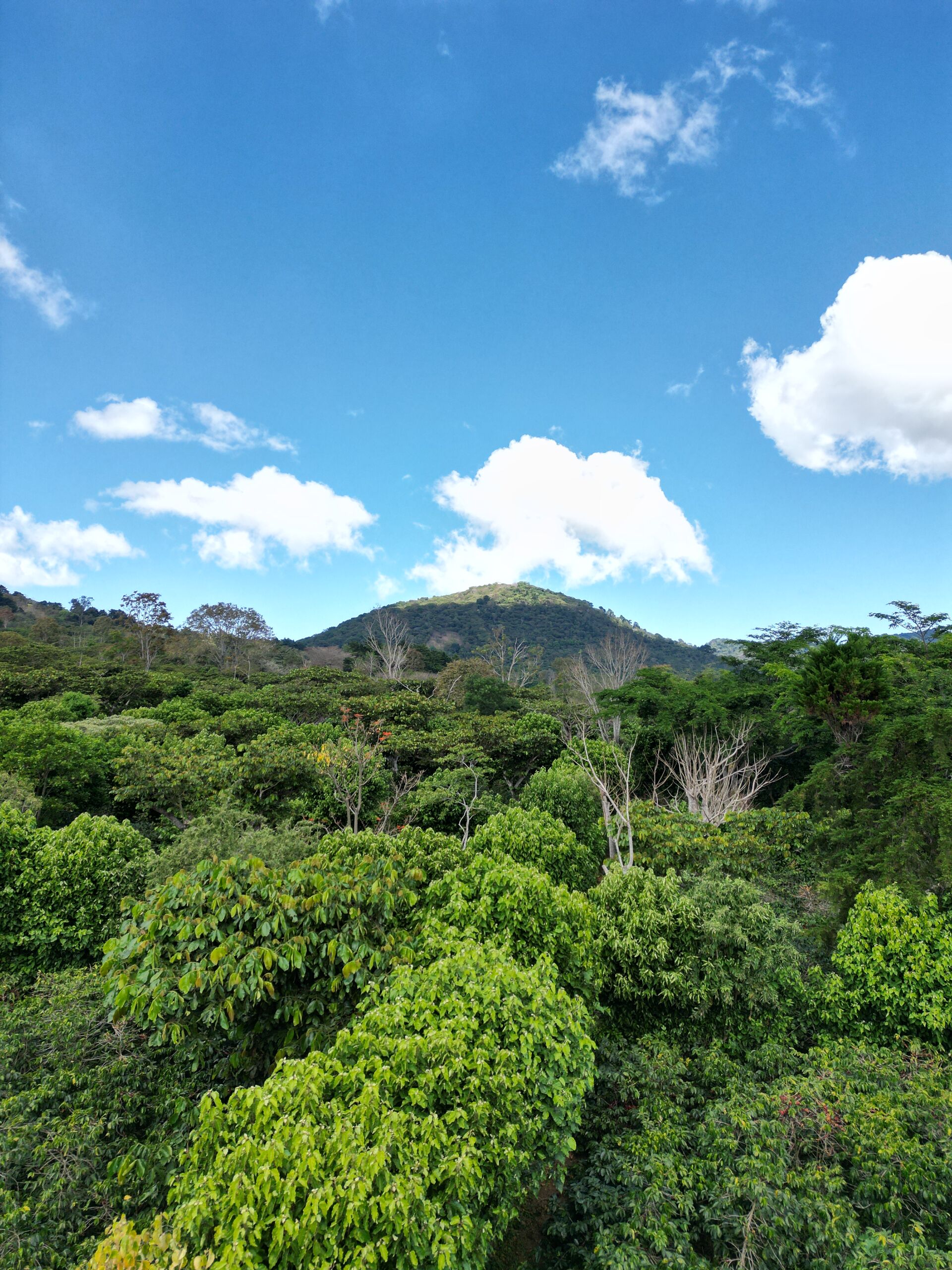 Los Naranjos