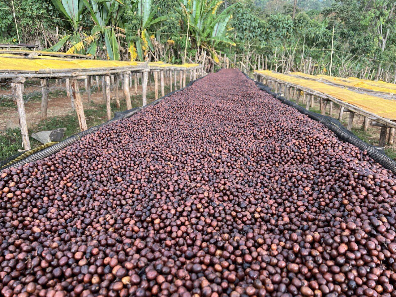 Wachile Garse