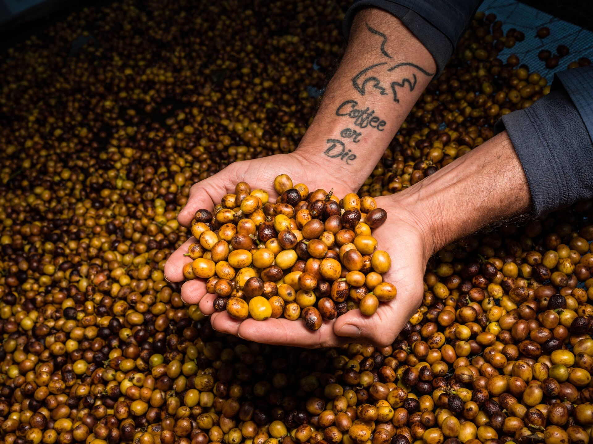 fazenda-ninho-da-guia_52660384542_o.jpg