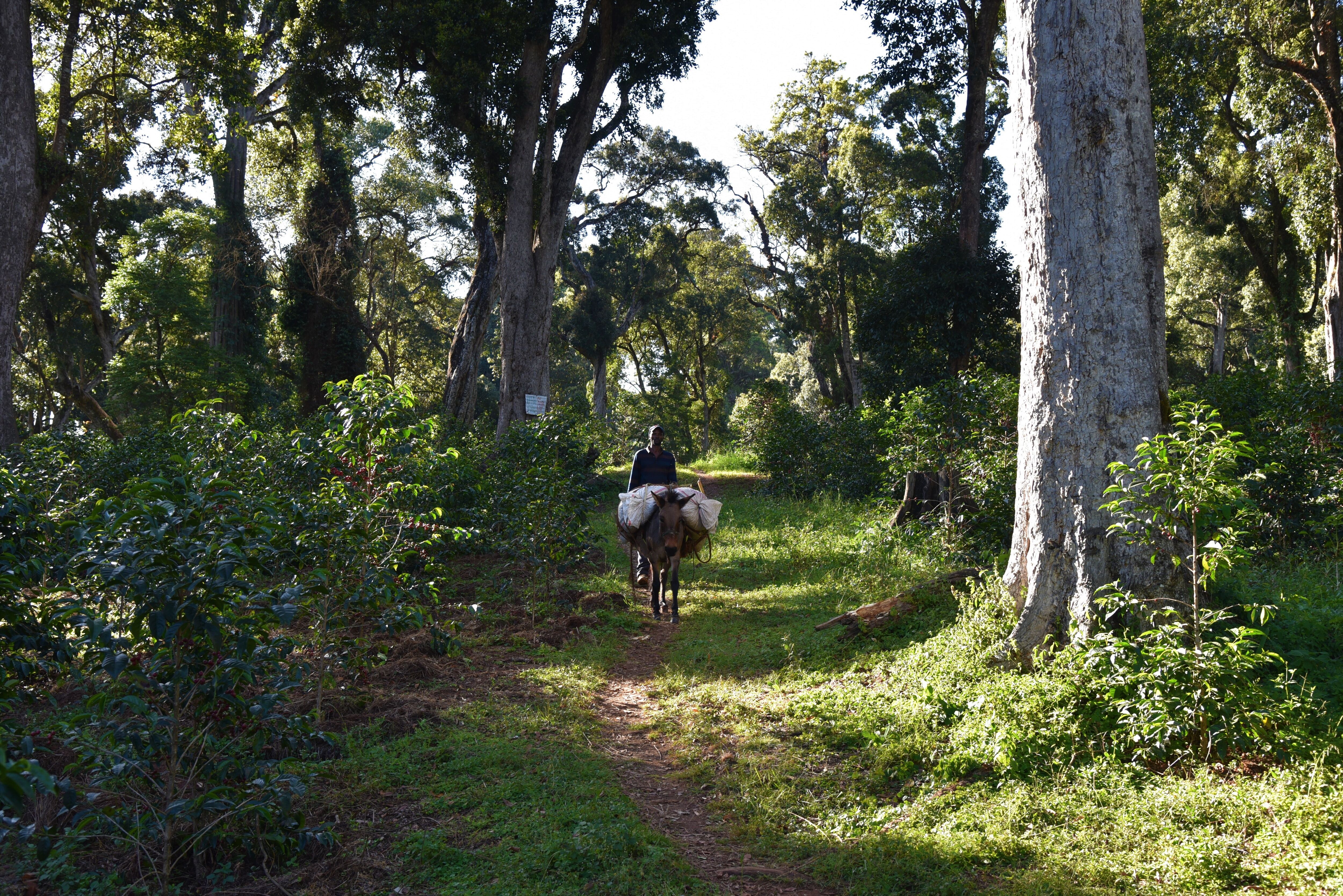 ethiopia-guji---alaka_51902438607_o.jpg