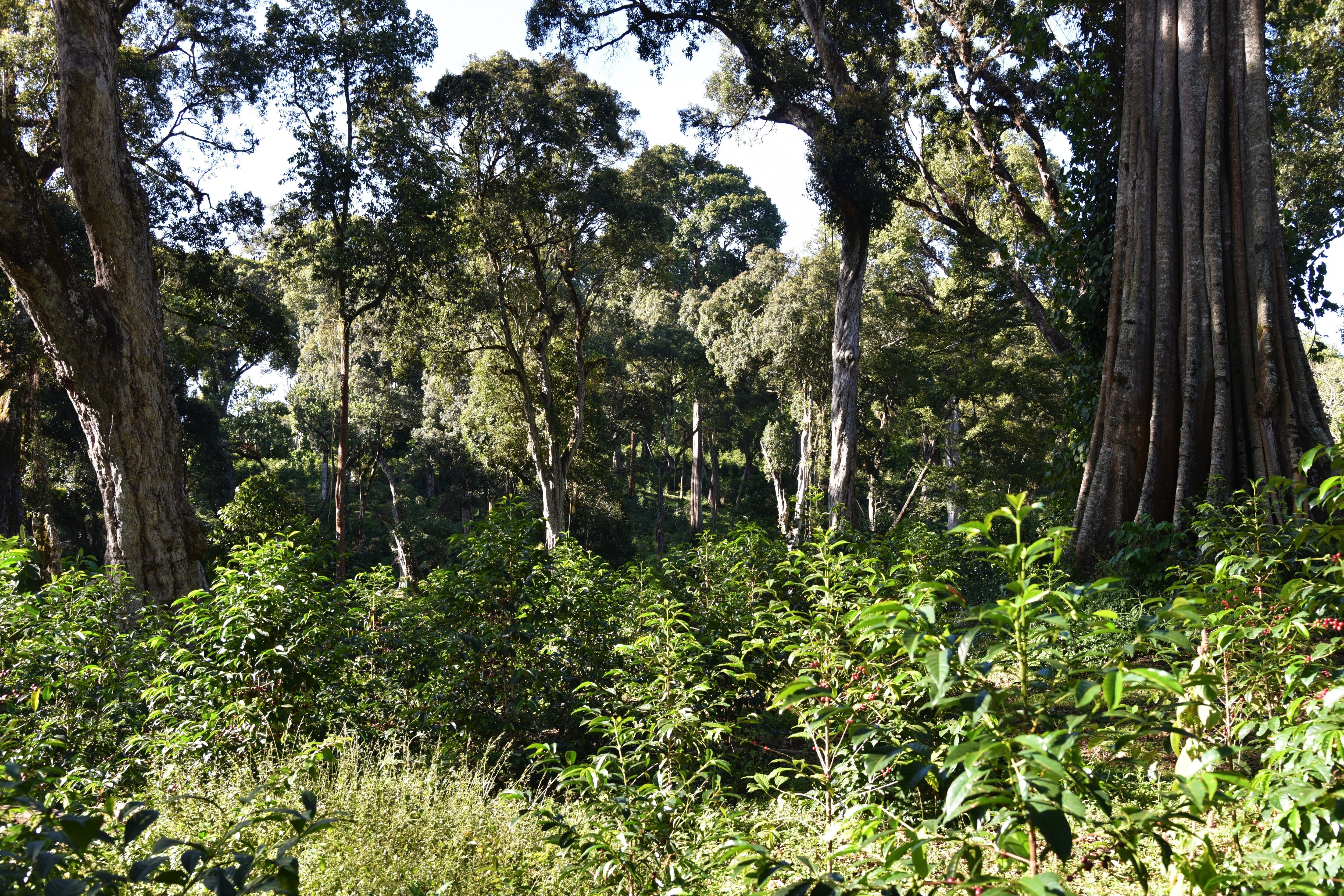 ethiopia-guji---alaka_51903403871_o.jpg
