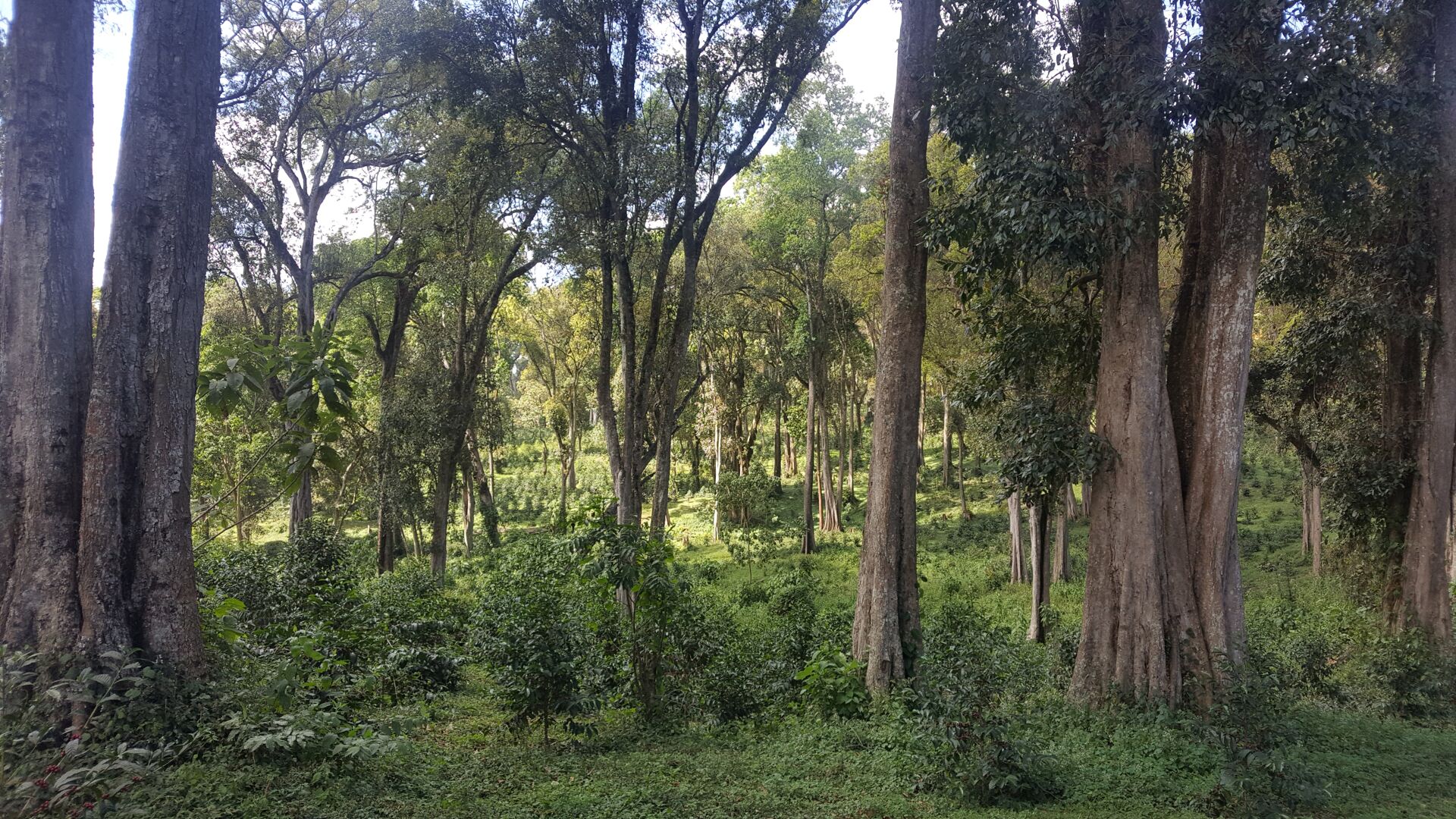 Alaka Korchema