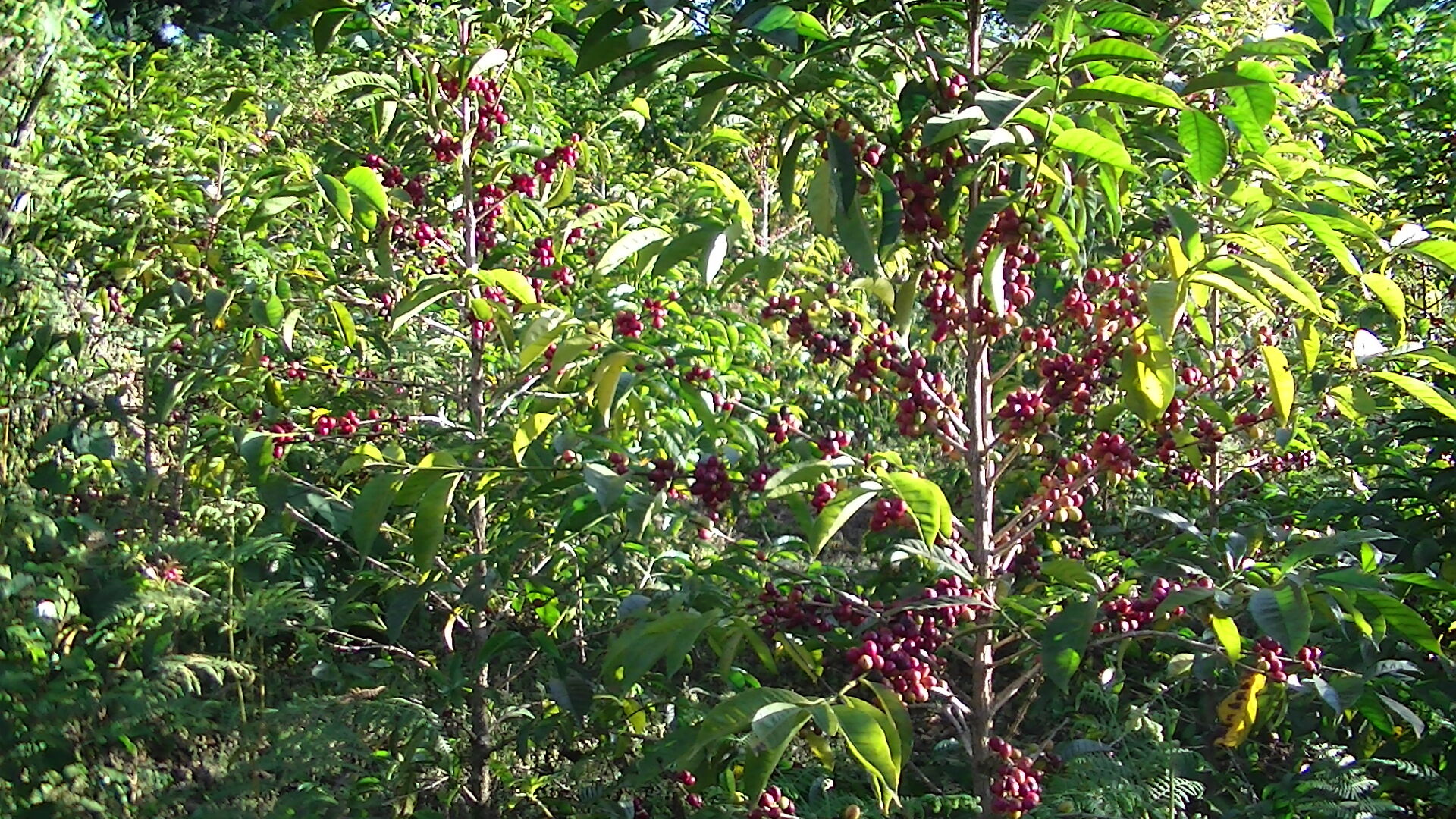 Alaka Korchema