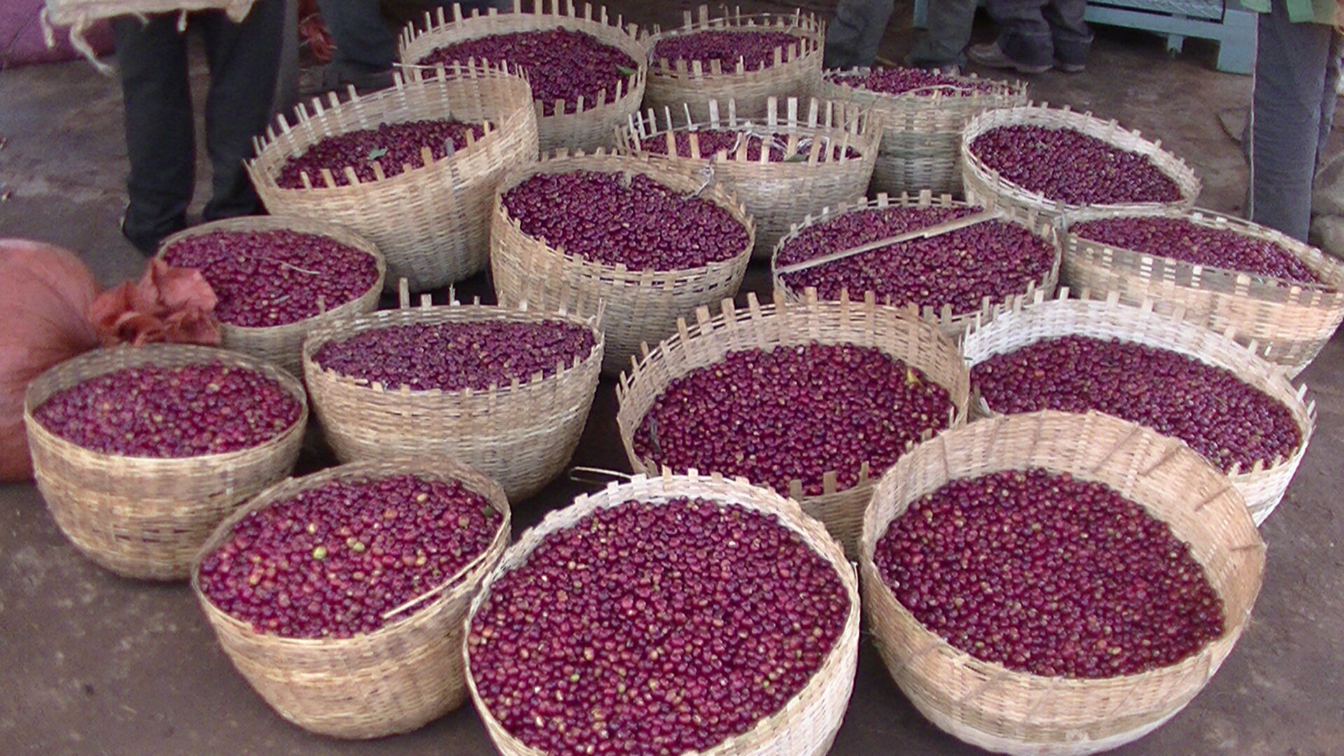 Alaka Korchema