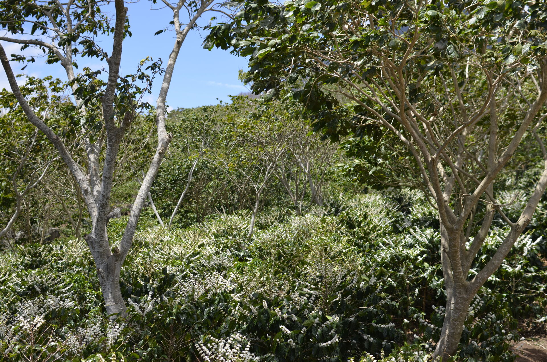 finca-altamira_51124987077_o.jpg