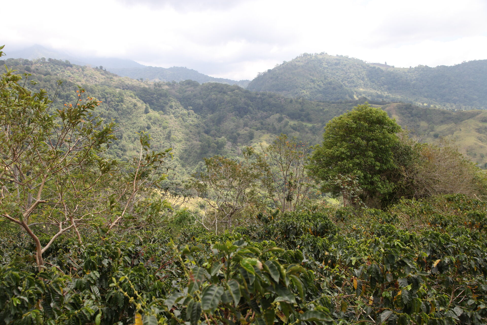 Baru Black Mountain
