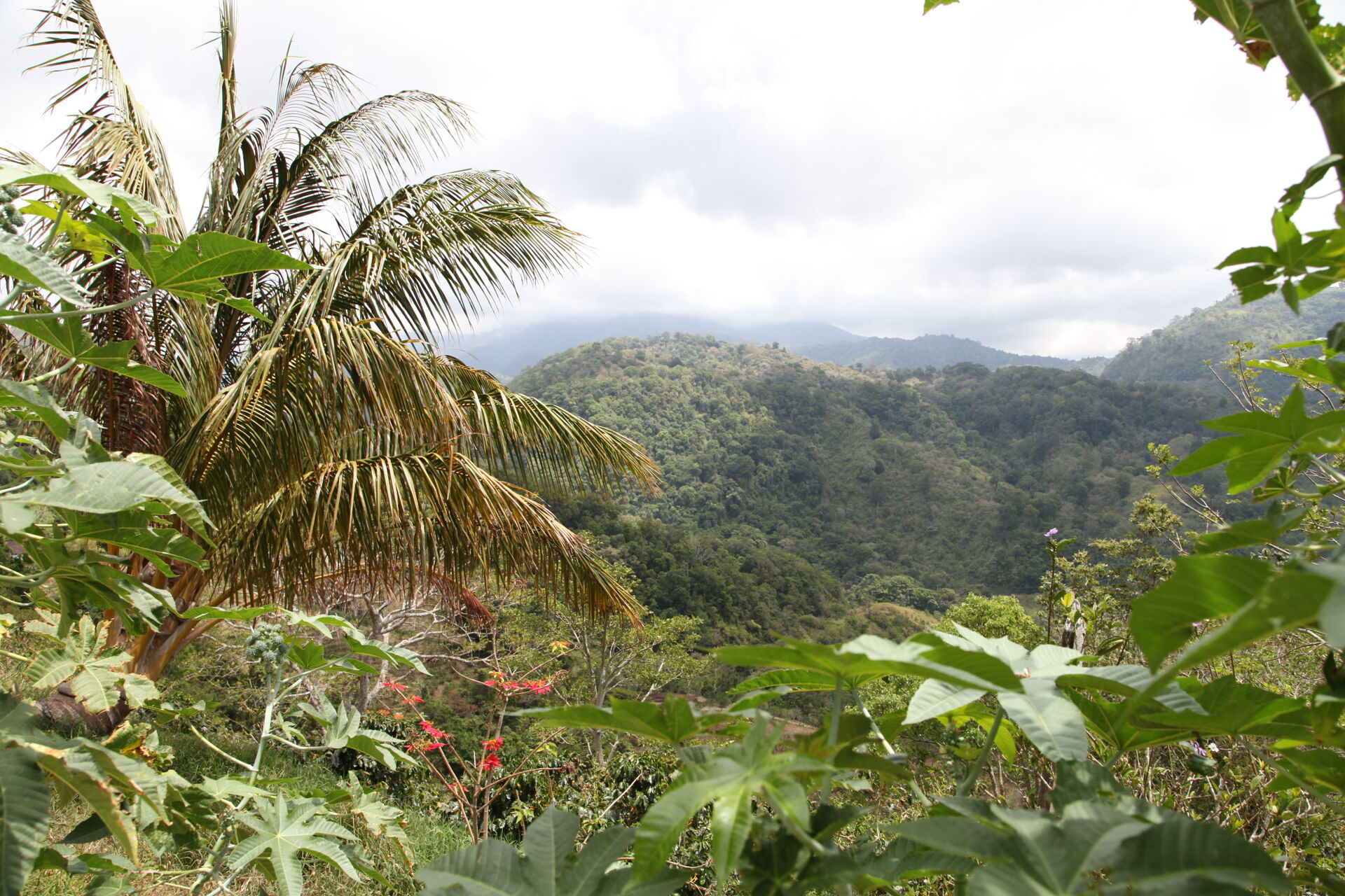 Baru Black Mountain