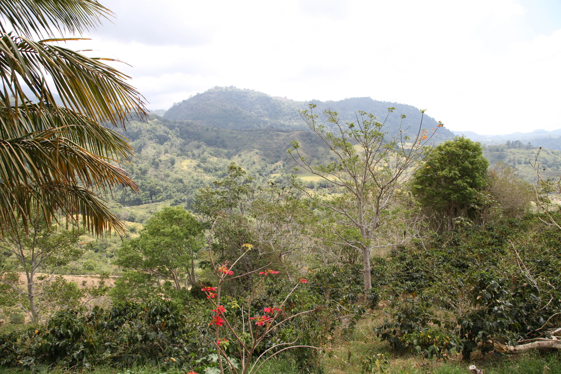 Baru Black Mountain