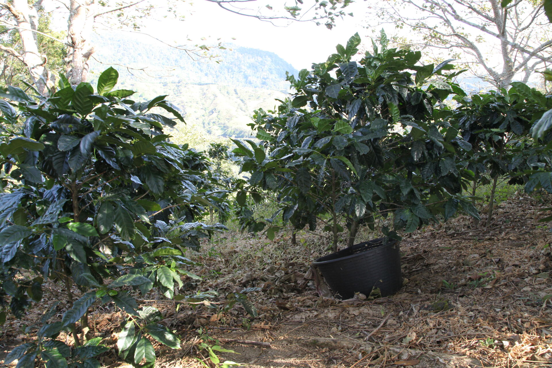 Baru Black Mountain