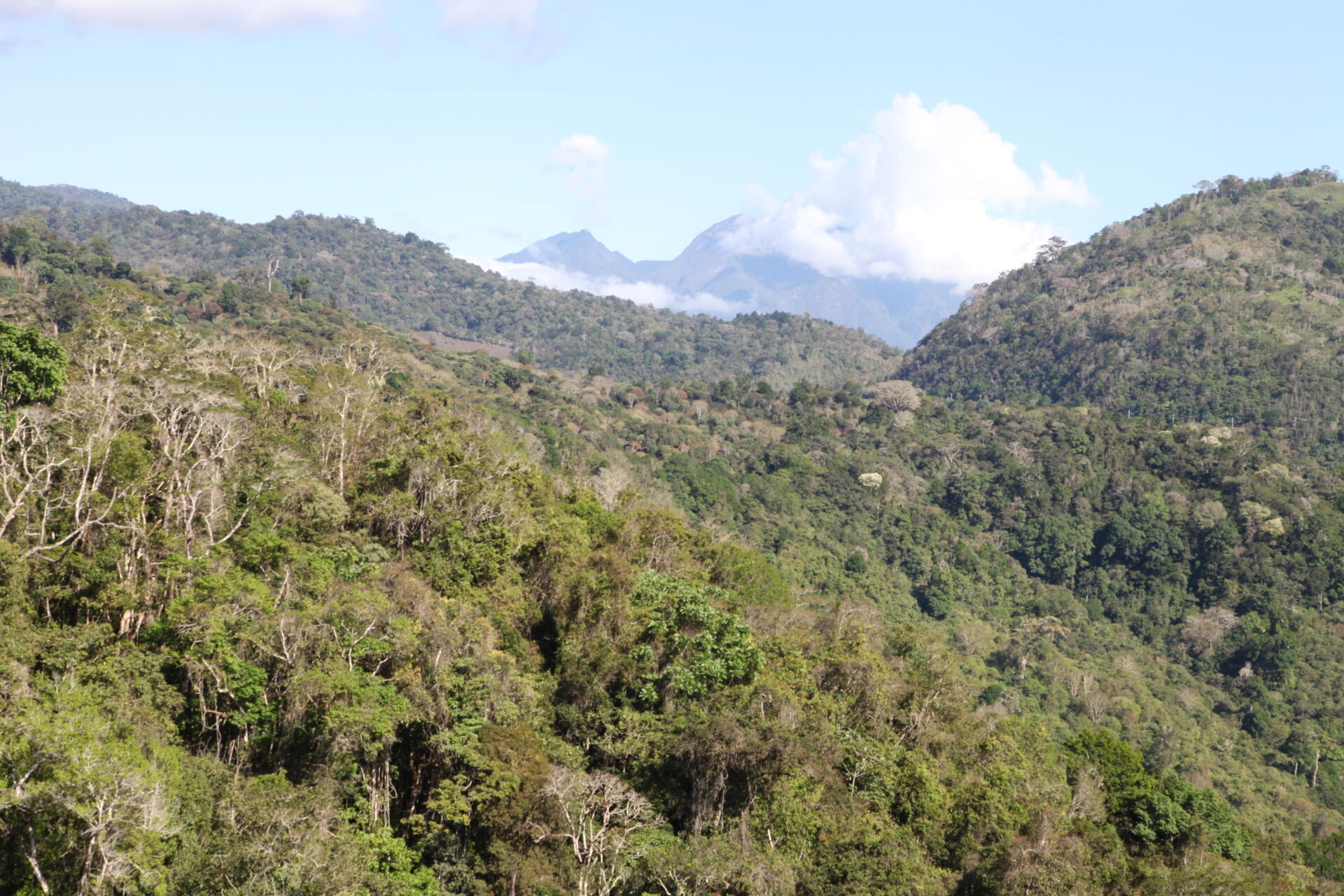 Baru Black Mountain
