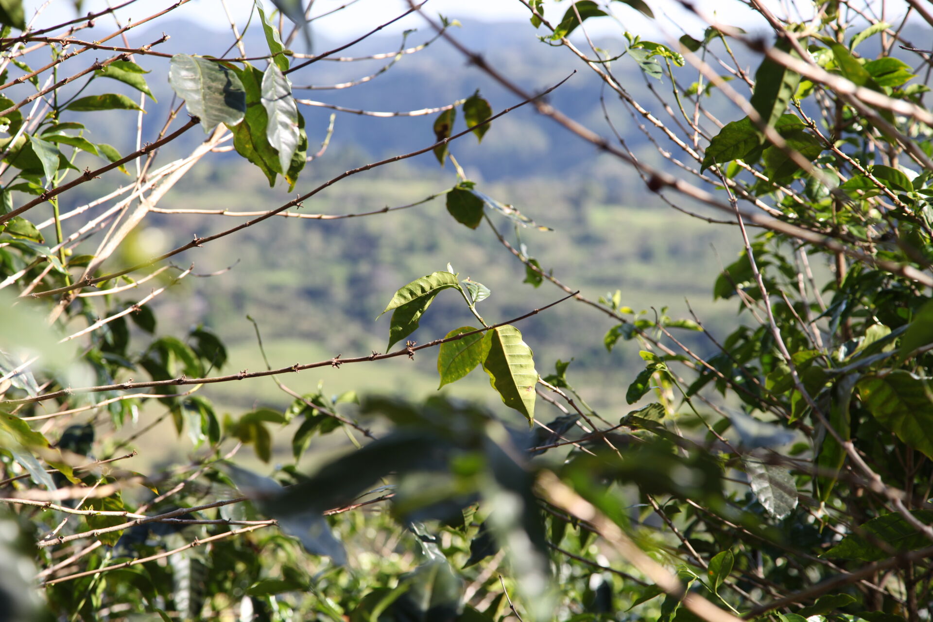Baru Black Mountain