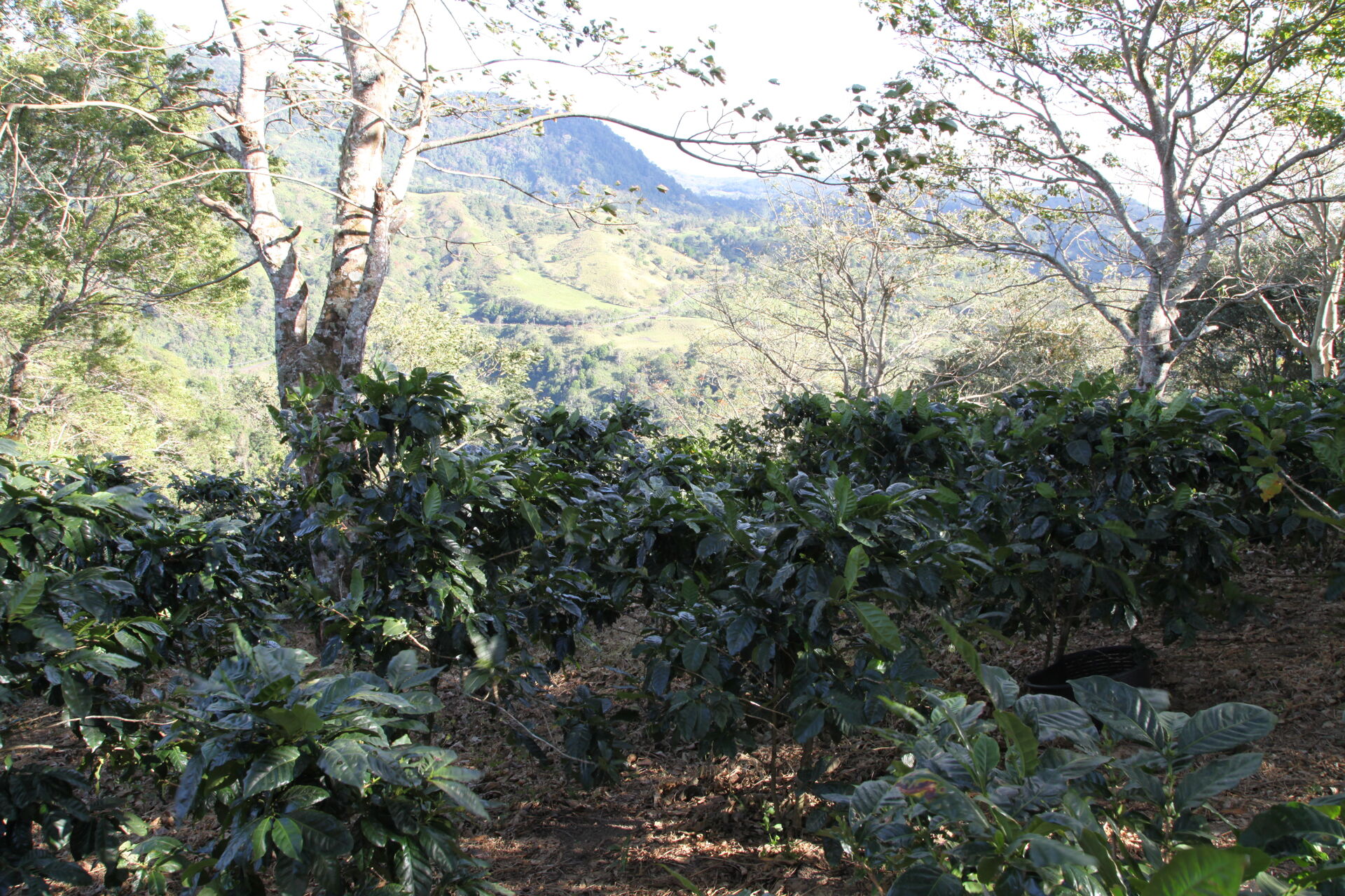 Baru Black Mountain