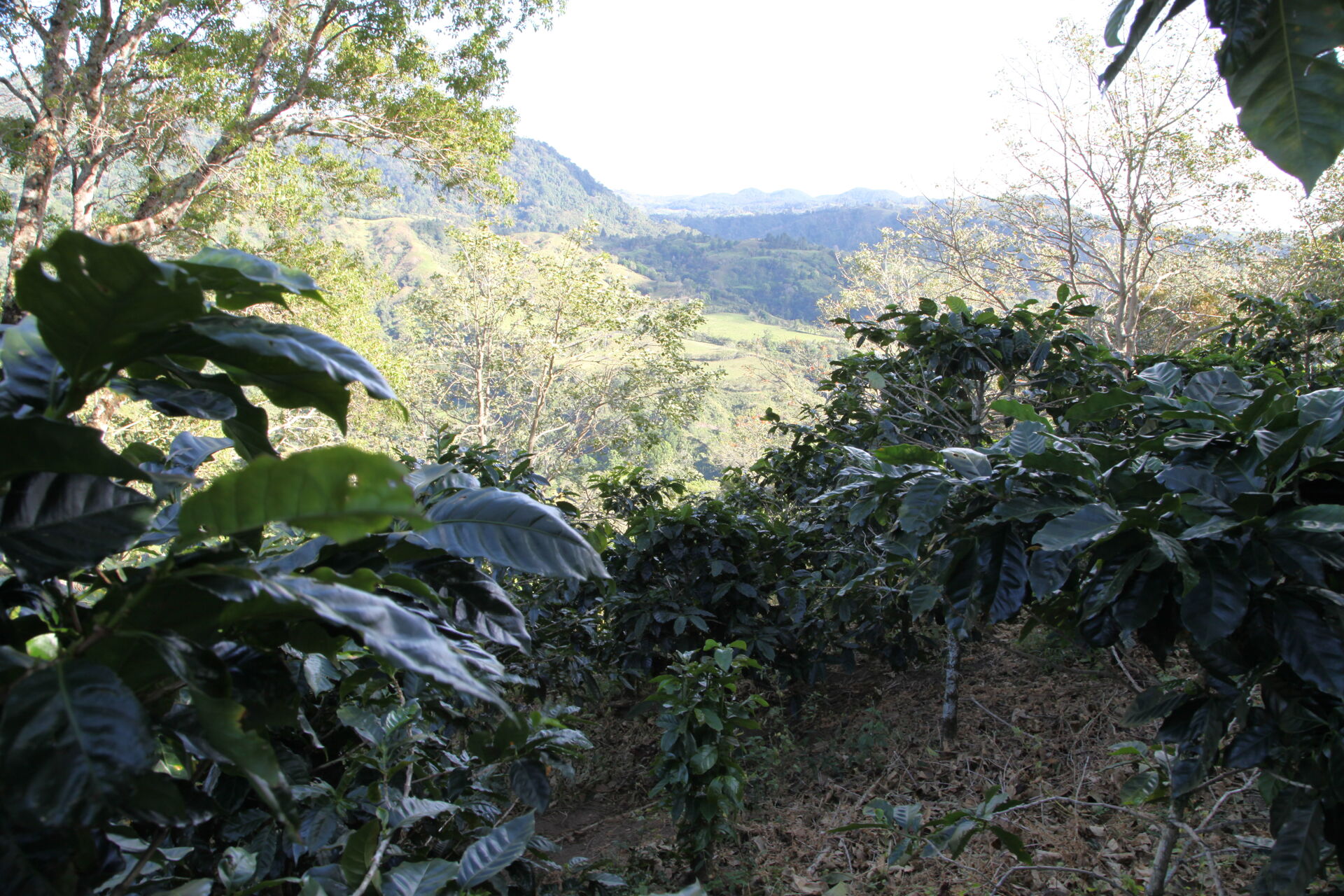 Baru Black Mountain