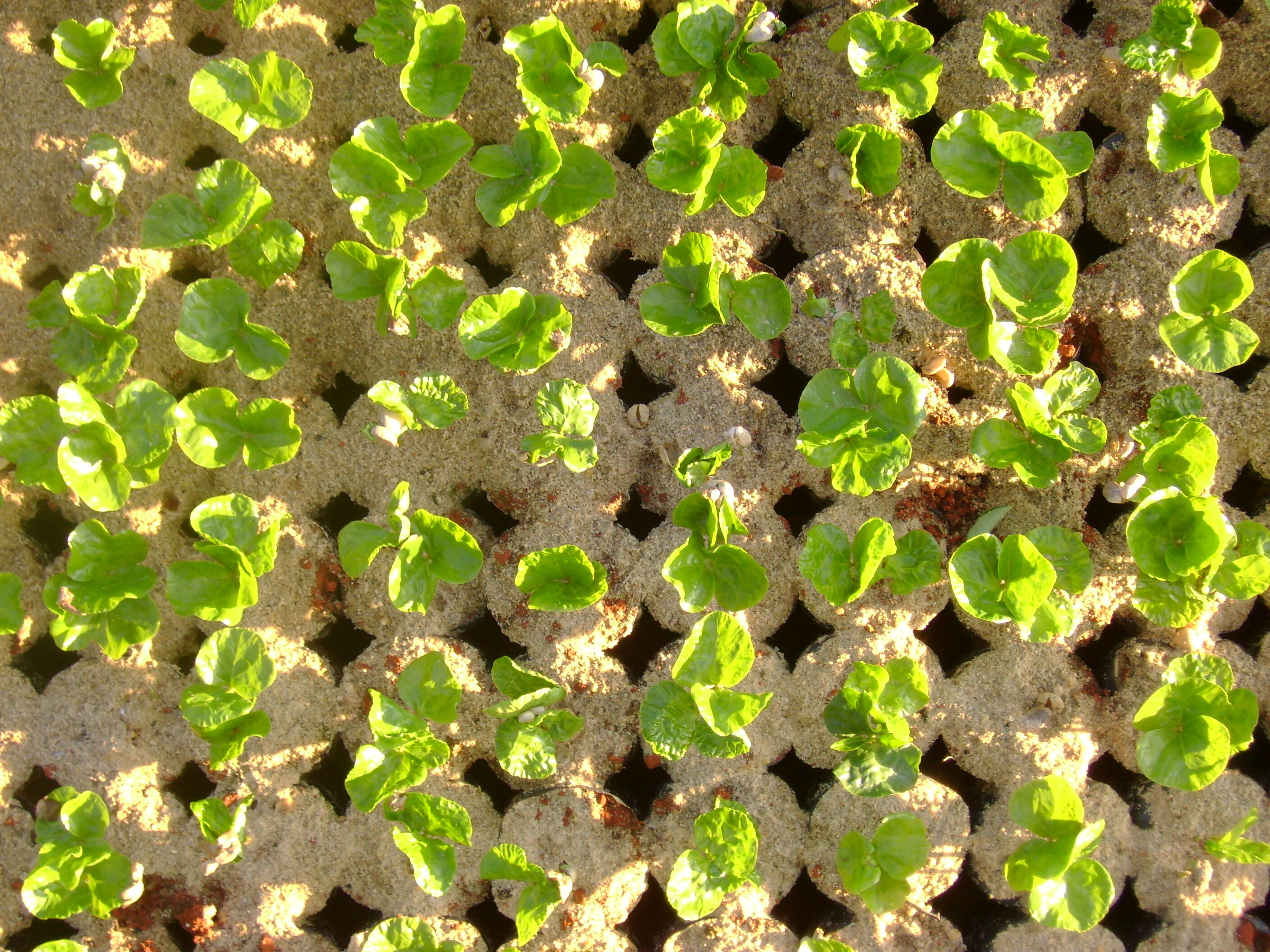 06_nursery_dsc00381_51681492243_o.jpg