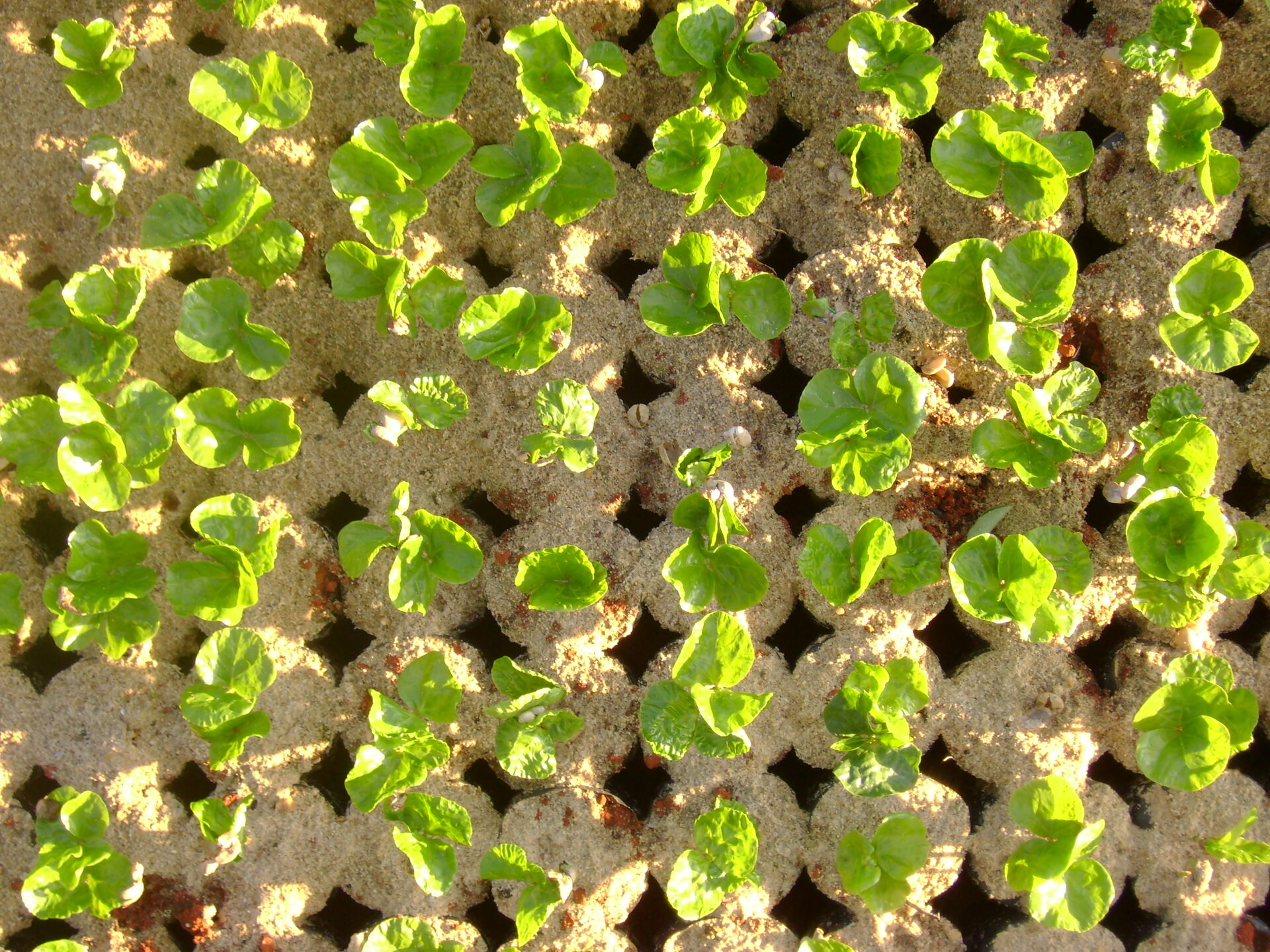 06_nursery_dsc00381_51681492243_o.jpg