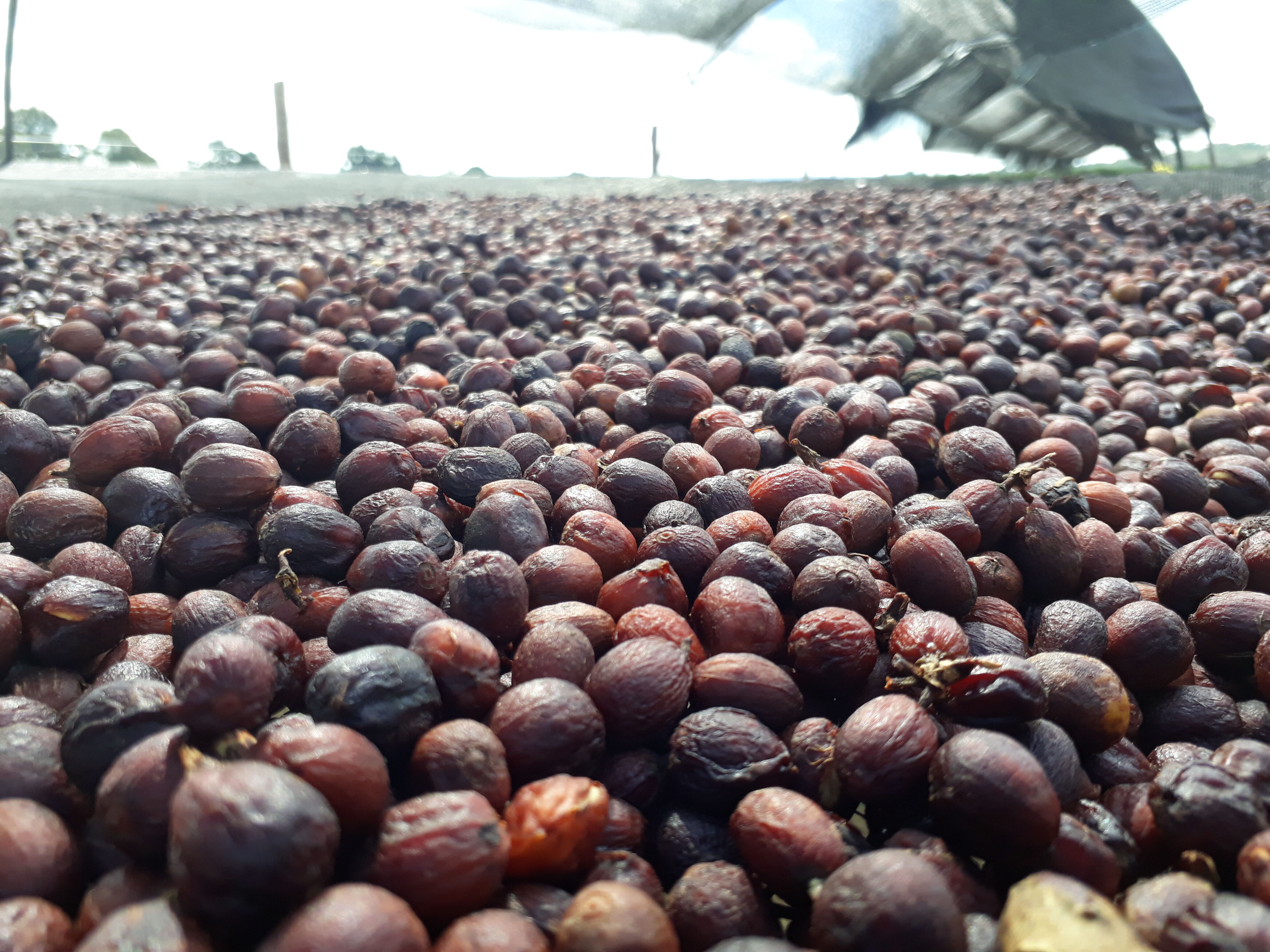 10--15-dias-de-seca_51681223886_o.jpg