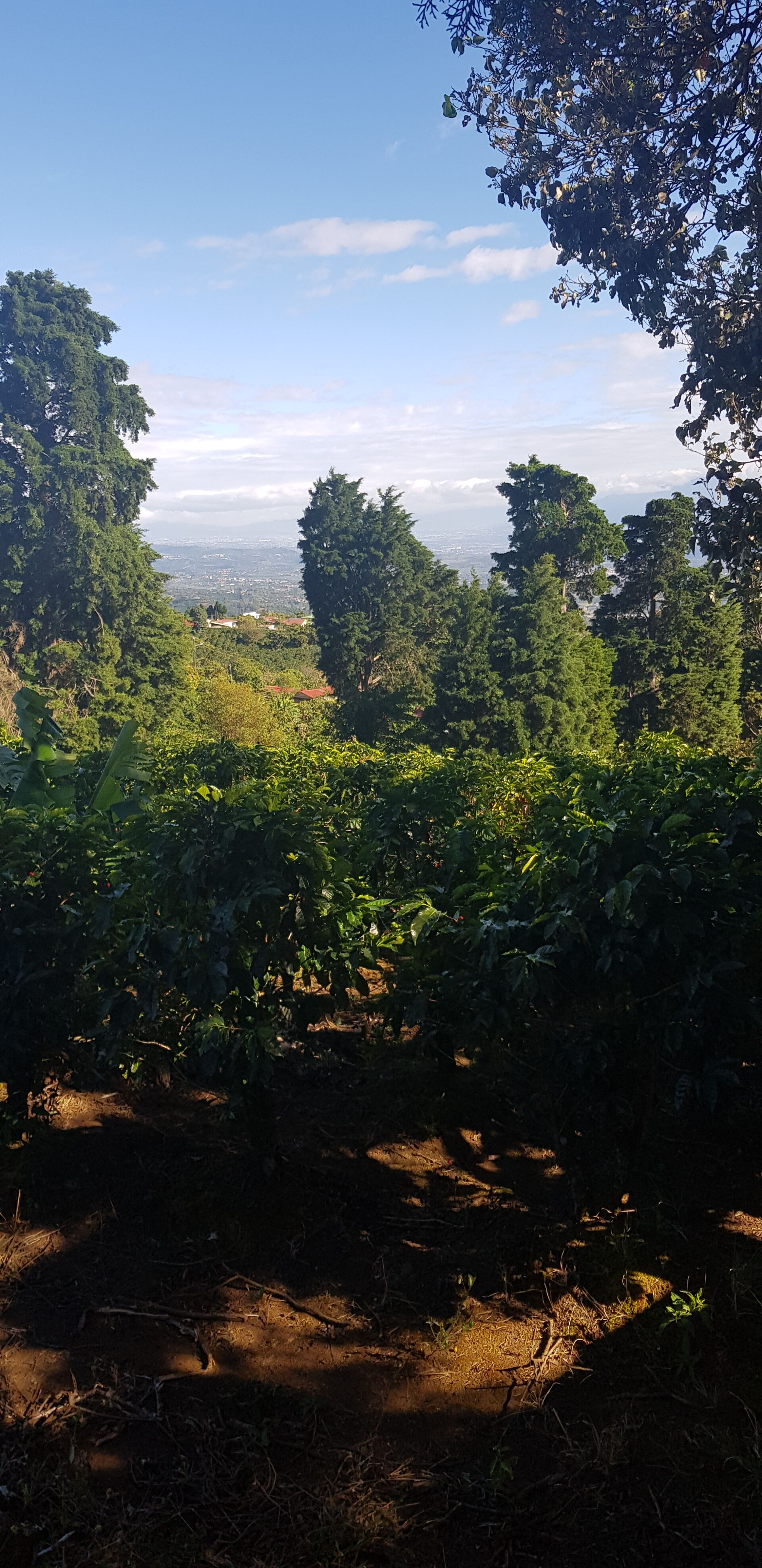 Cafetalera Herbazu