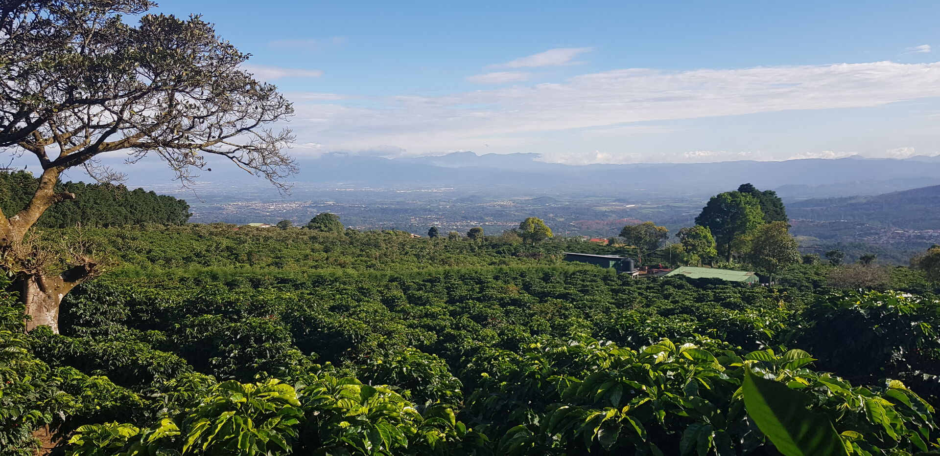 Cafetalera Herbazu