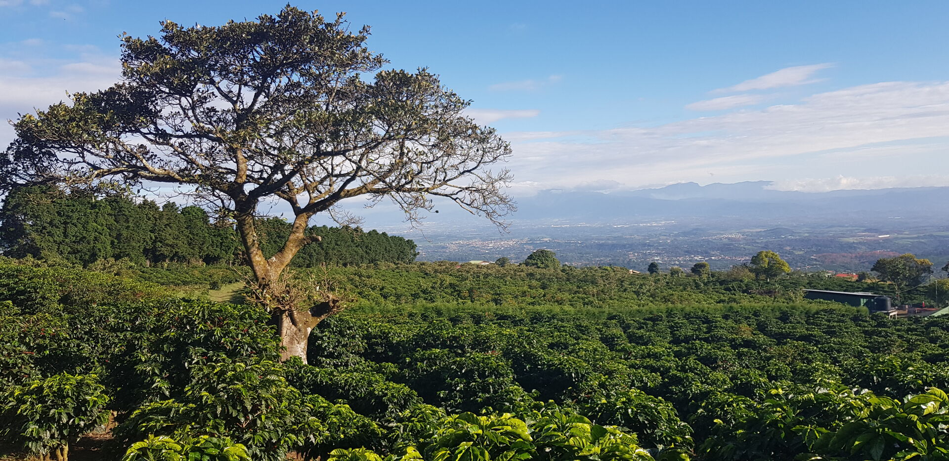 Cafetalera Herbazu
