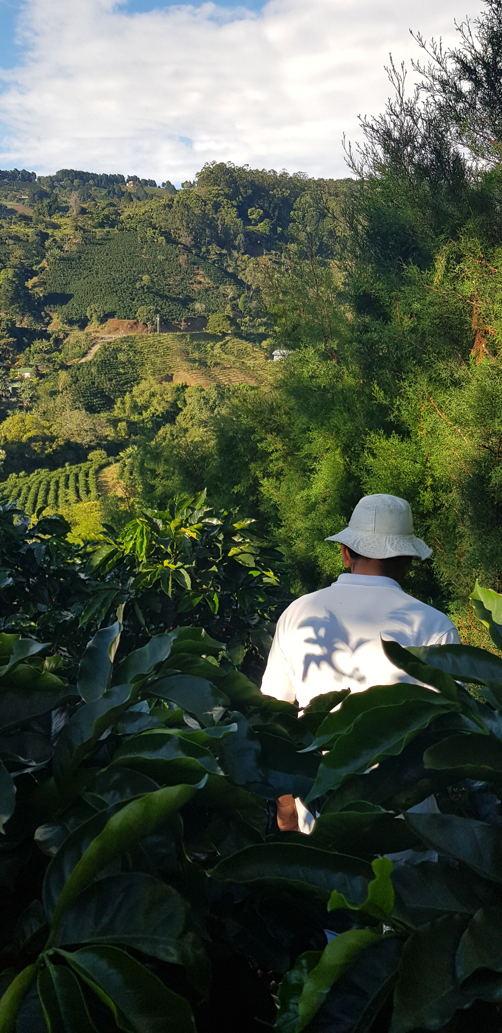 Cafetalera Herbazu