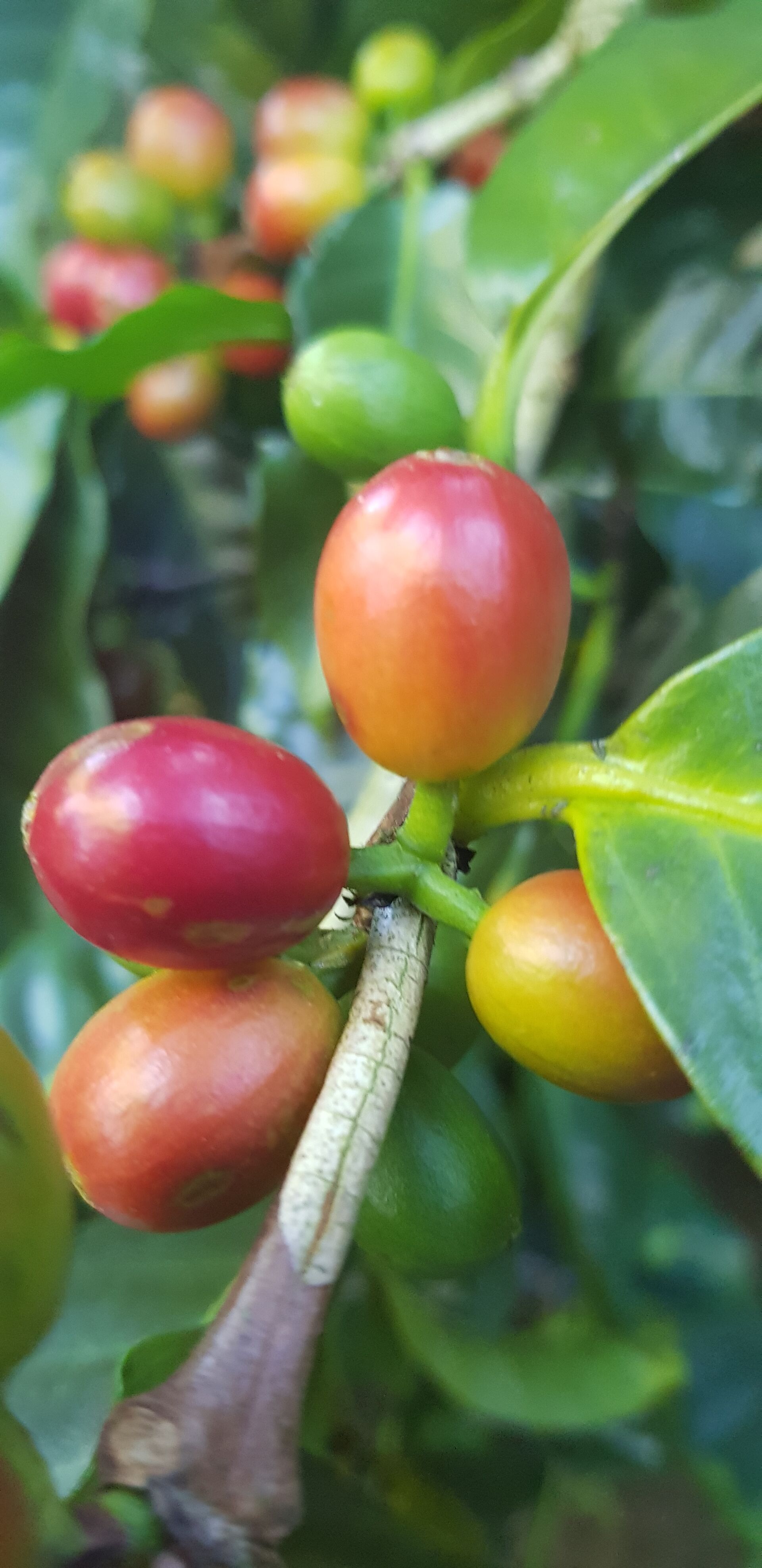 Cafetalera Herbazu