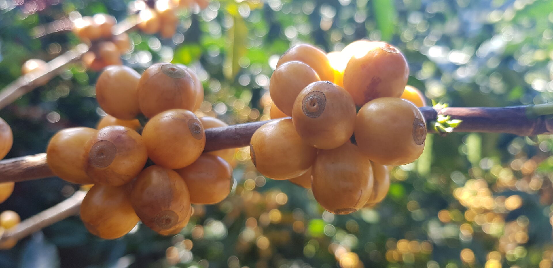 Cafetalera Herbazu