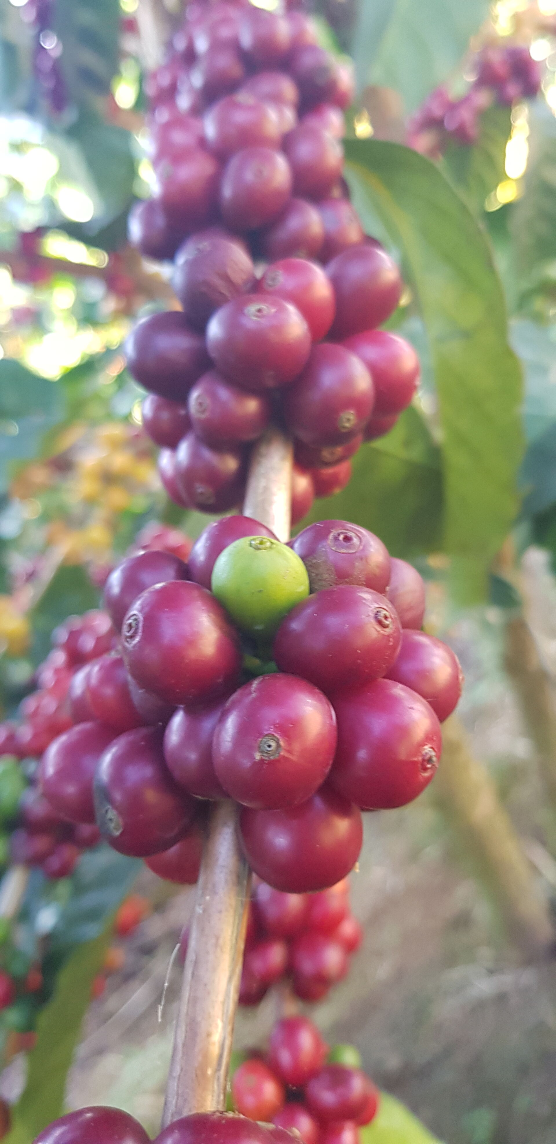 Cafetalera Herbazu