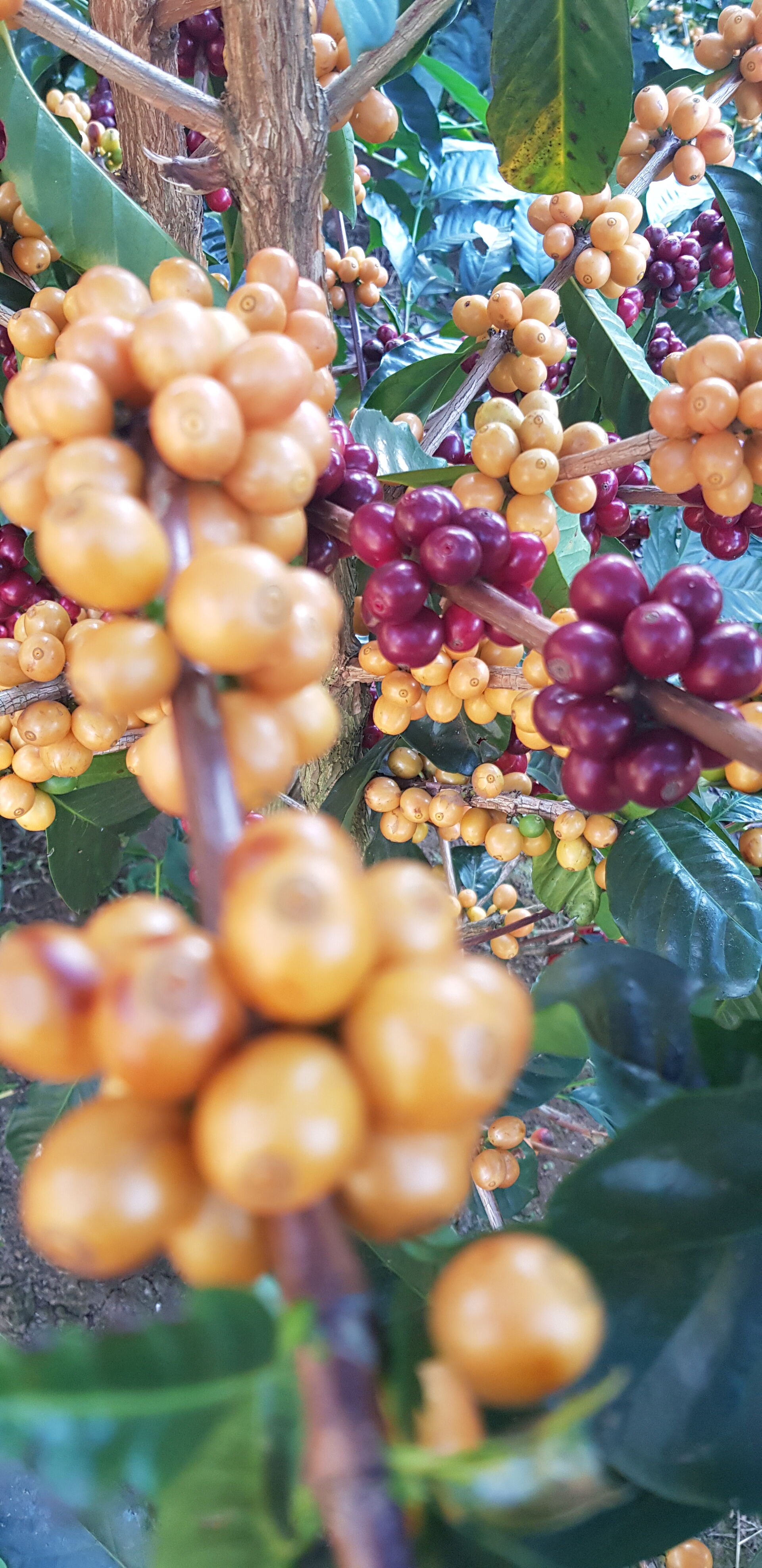 Cafetalera Herbazu