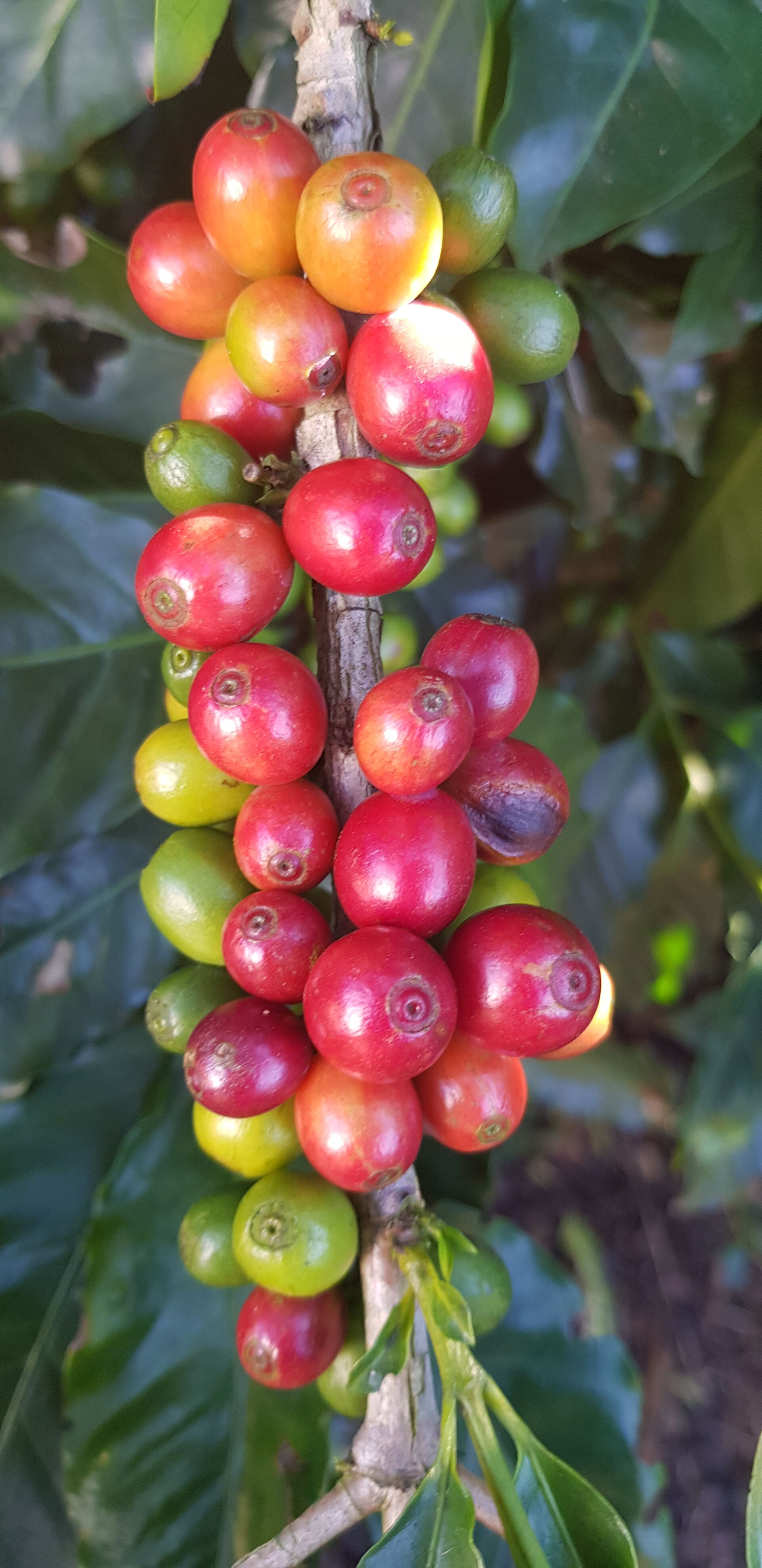 Cafetalera Herbazu