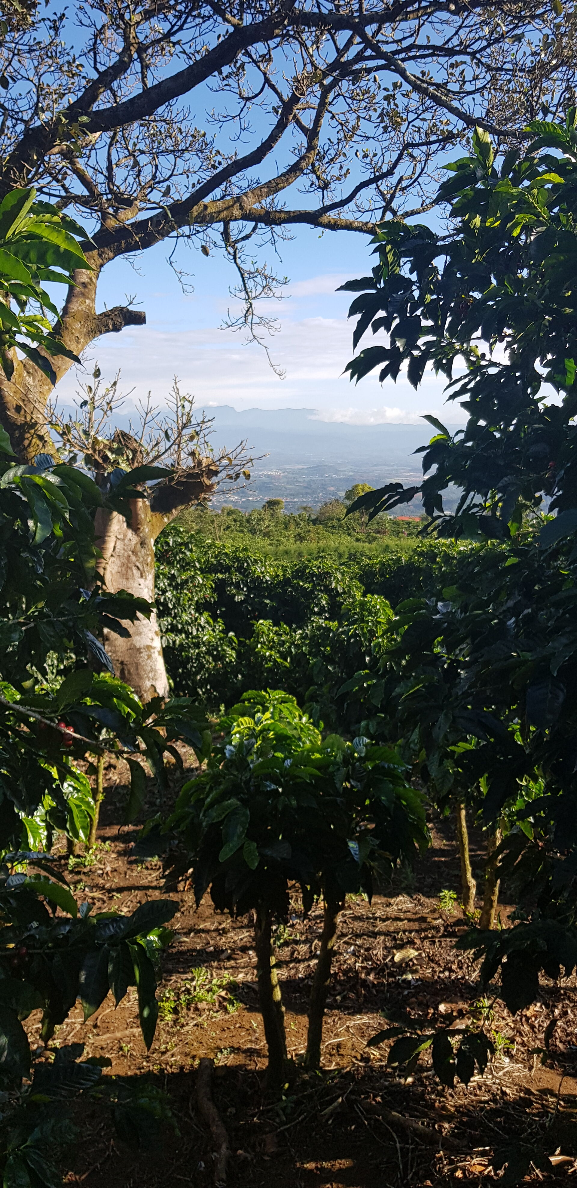 Cafetalera Herbazu