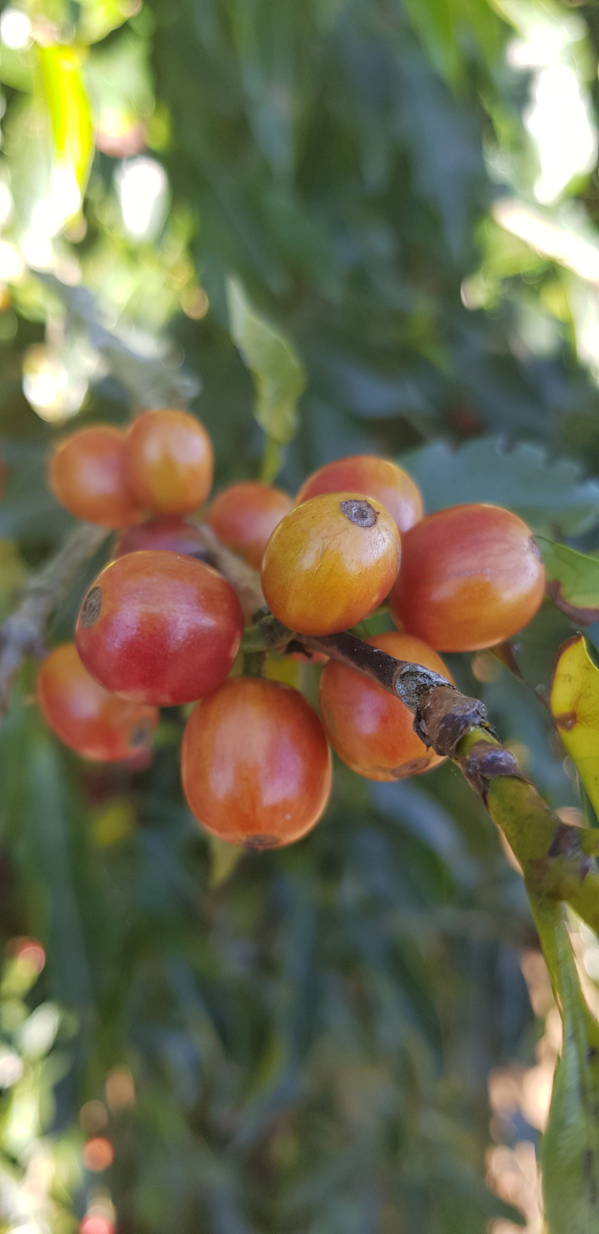 Cafetalera Herbazu