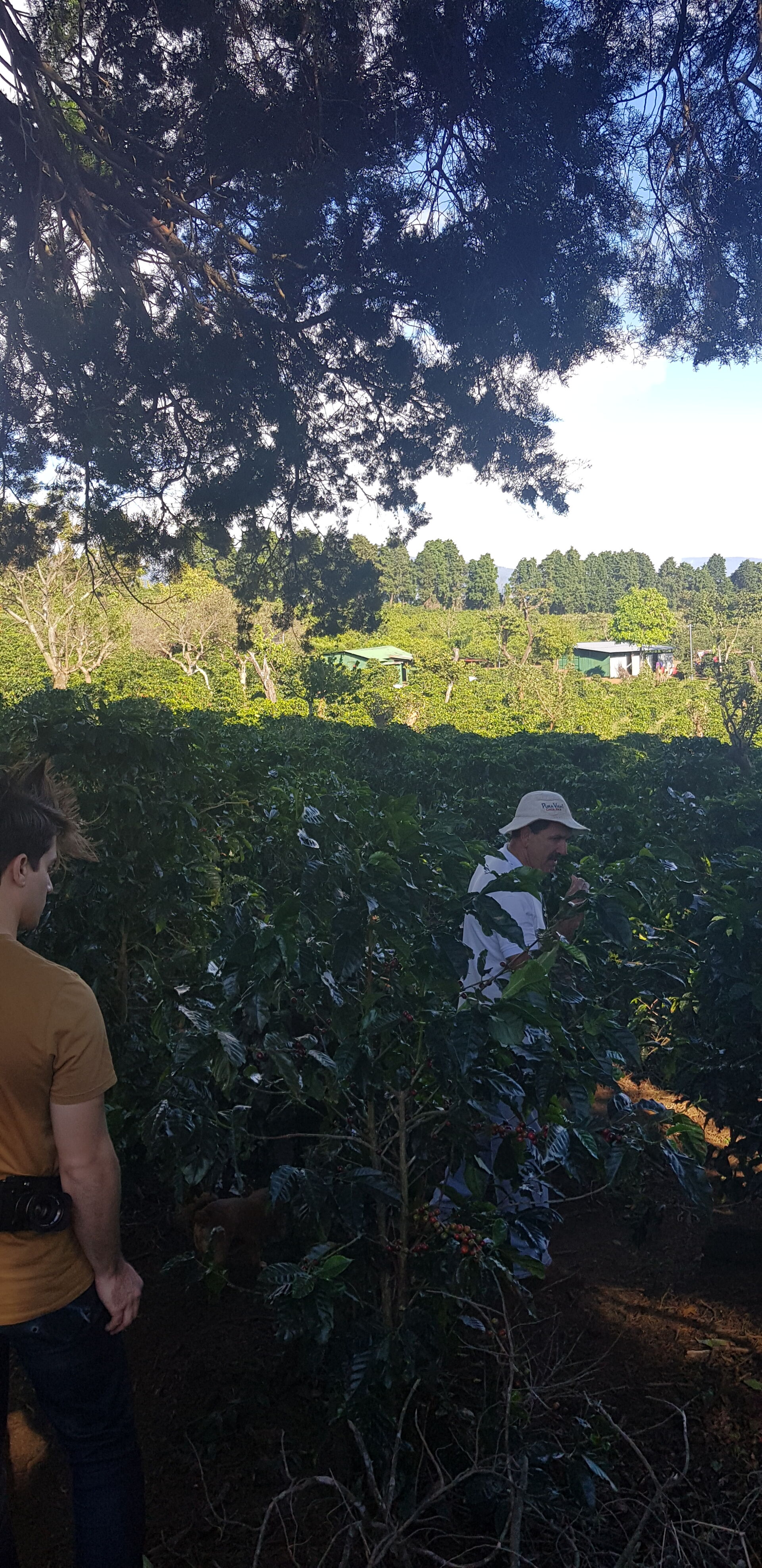 Cafetalera Herbazu
