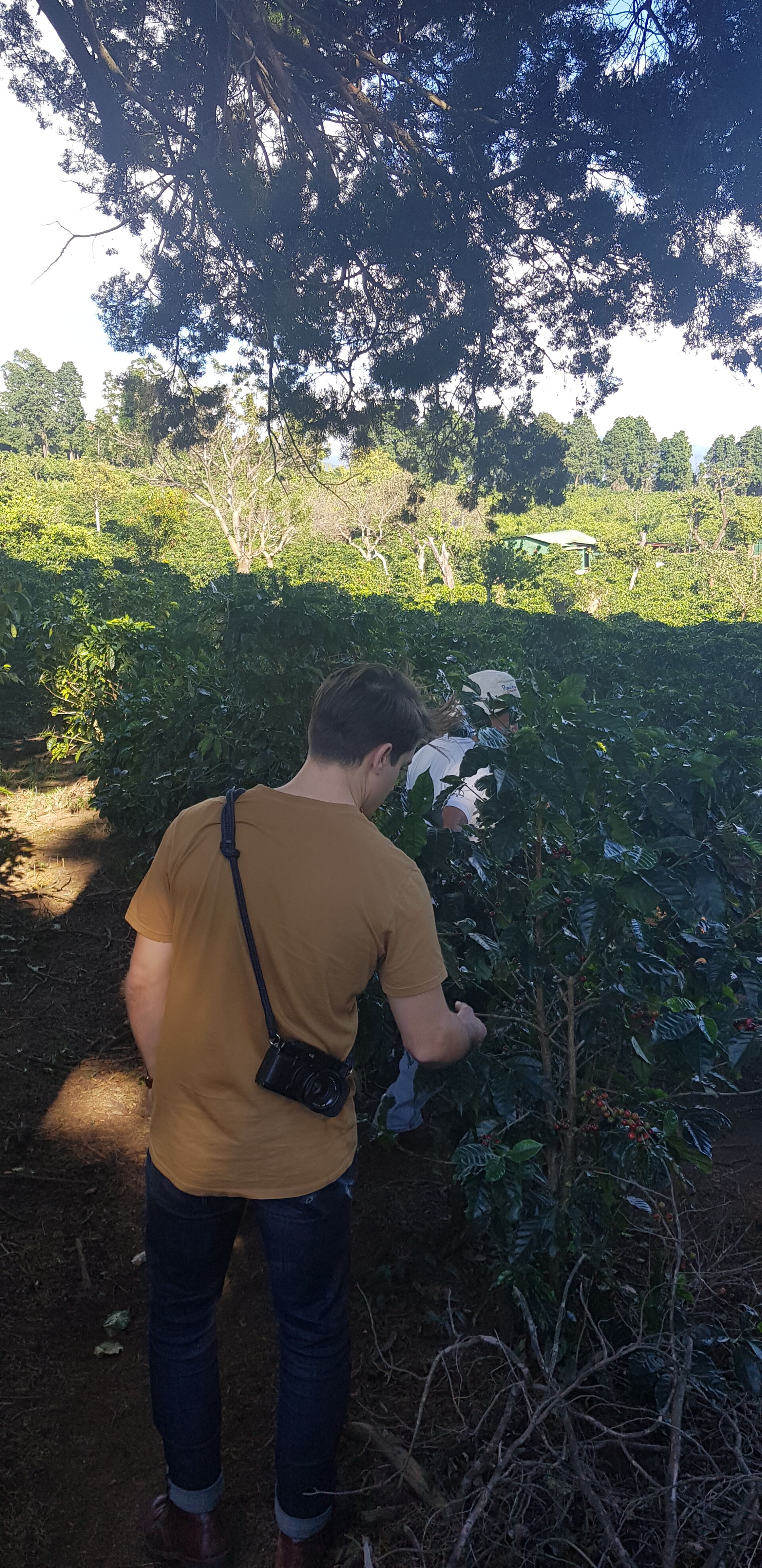 Cafetalera Herbazu