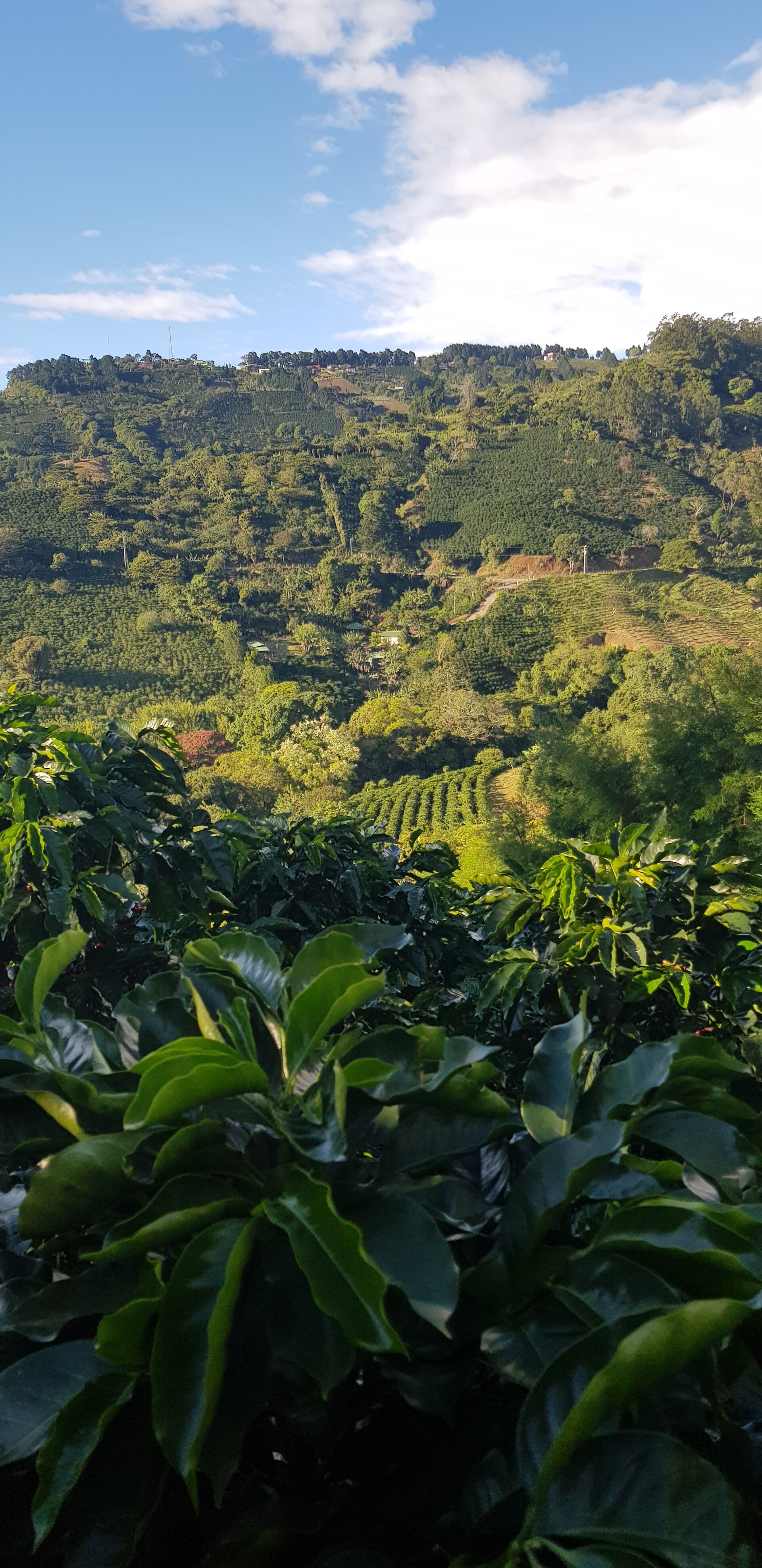 Cafetalera Herbazu
