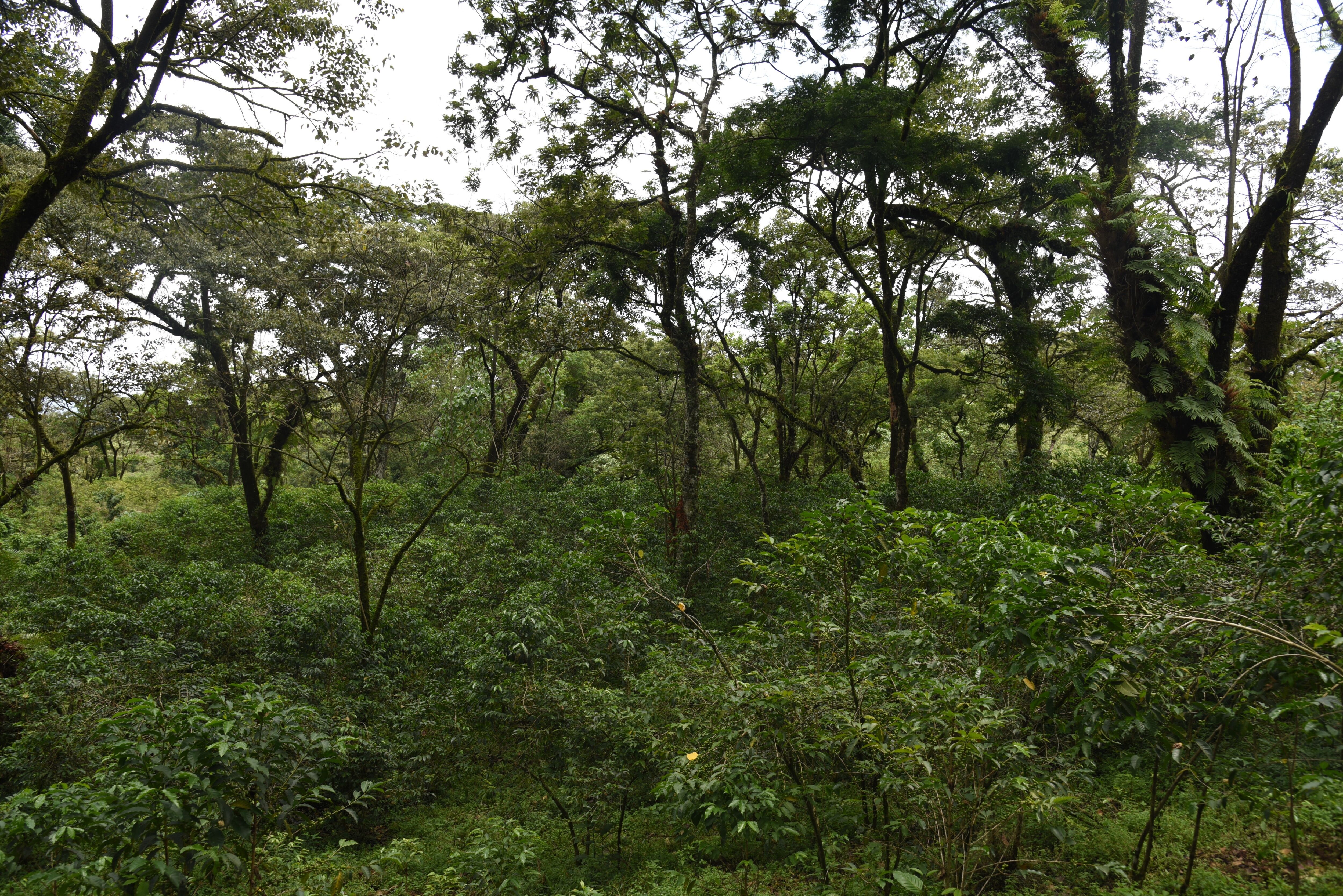 DH Family coffee farm (20).JPG