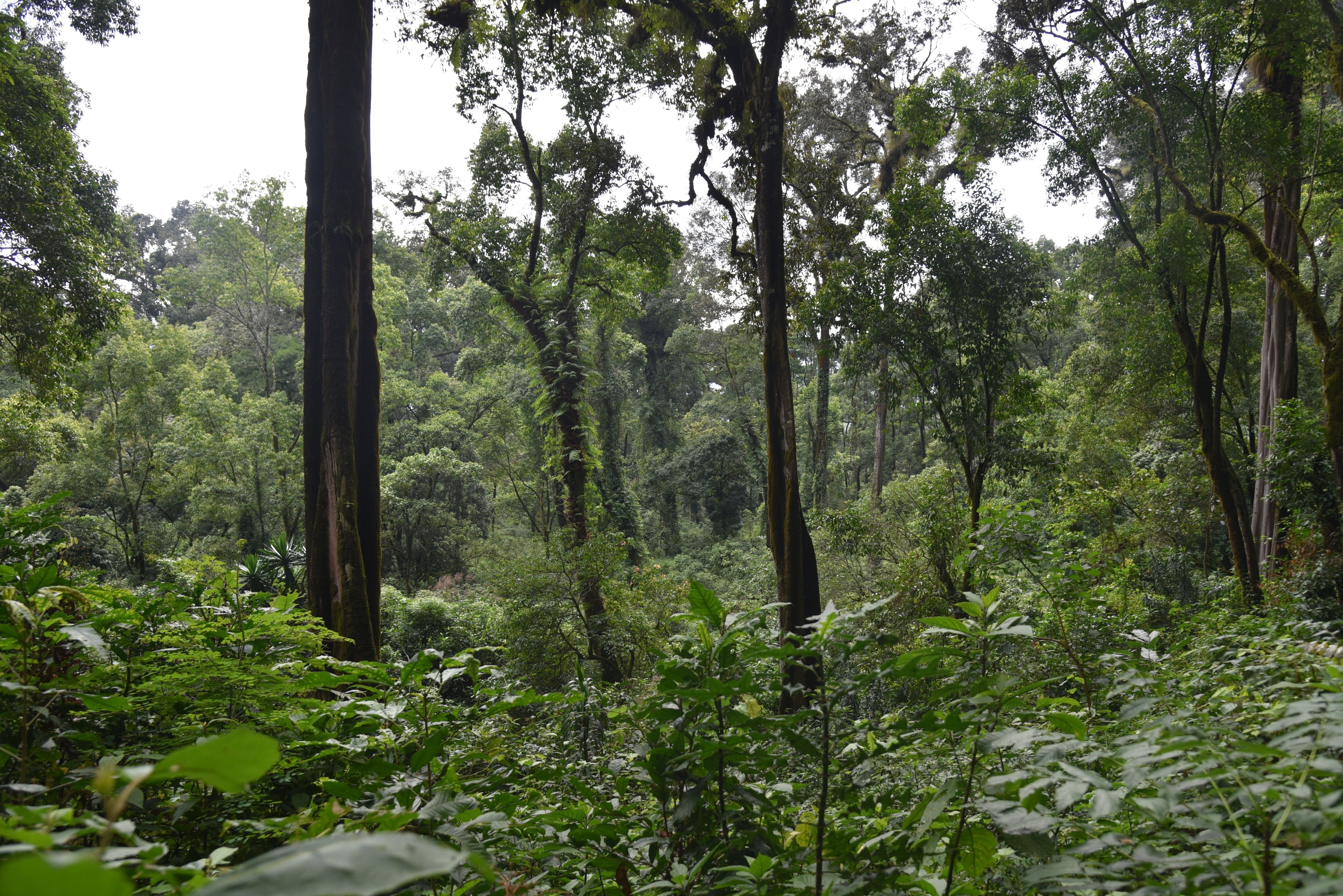 DH Family coffee farm (38).JPG