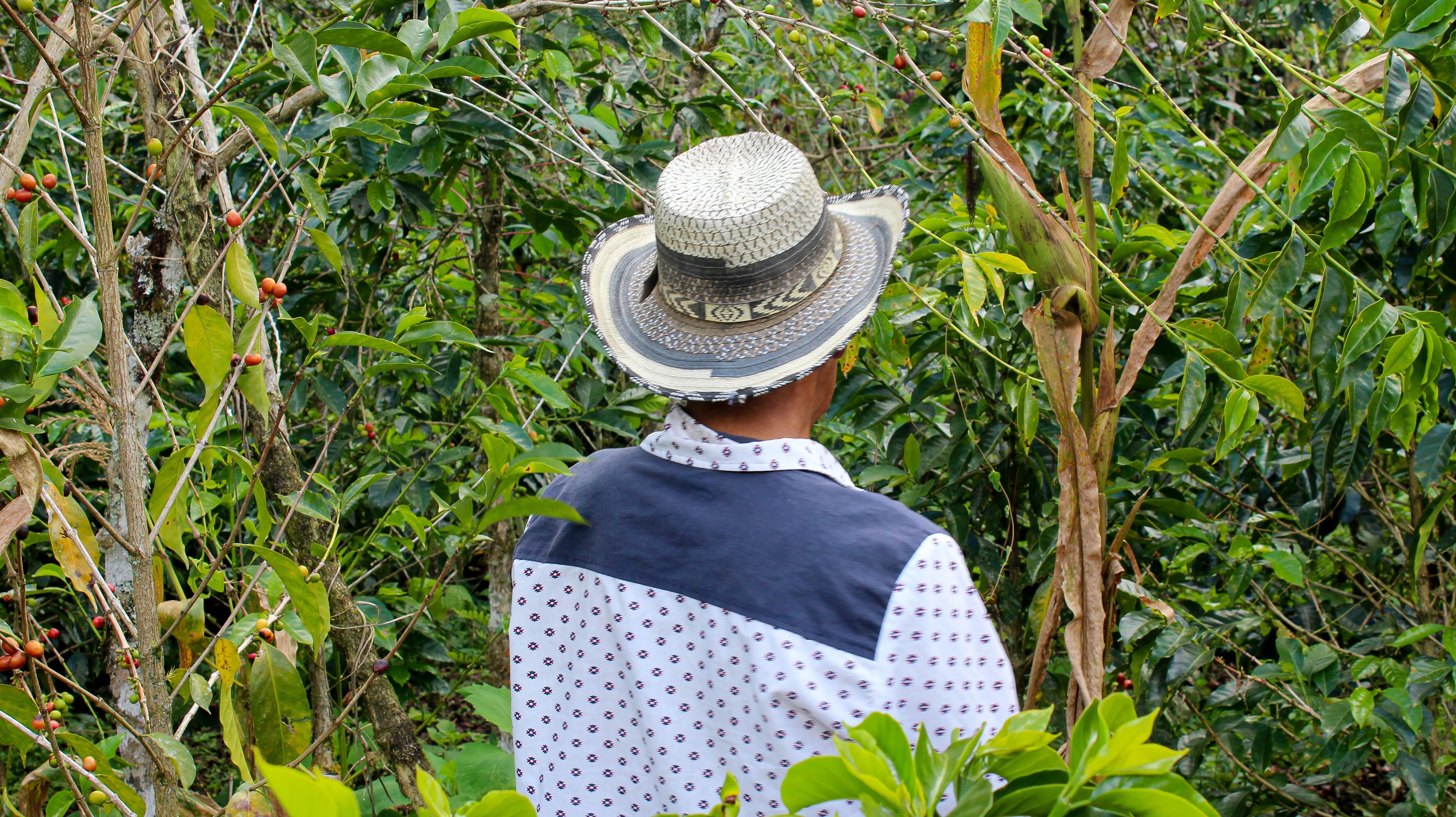 pablo-yugue---finca-la-planada_52013887462_o.jpg