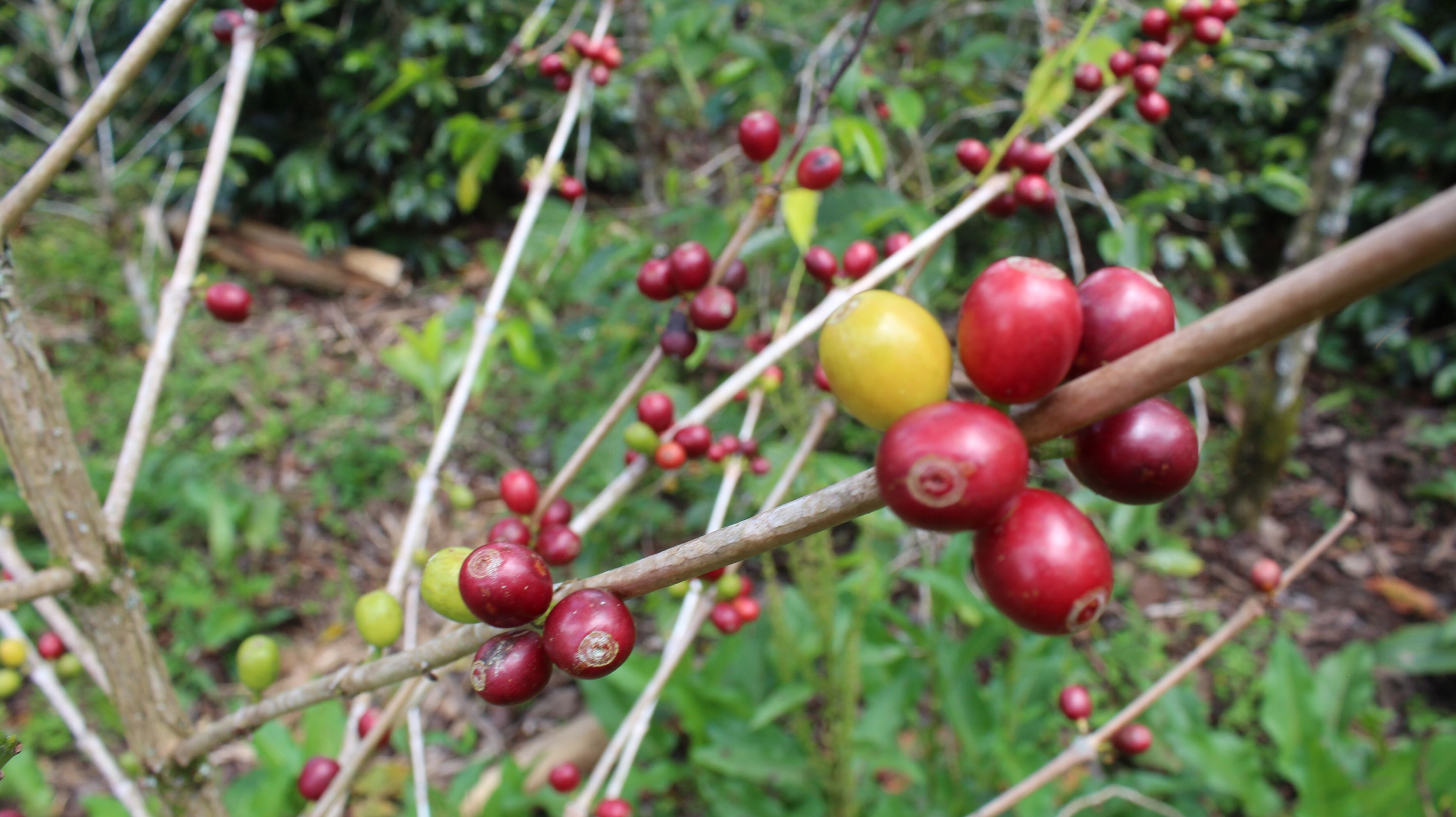 pablo-yugue---finca-la-planada_52014918236_o.jpg