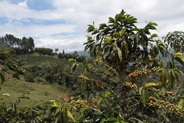 el-meson_52579894839_o.jpg