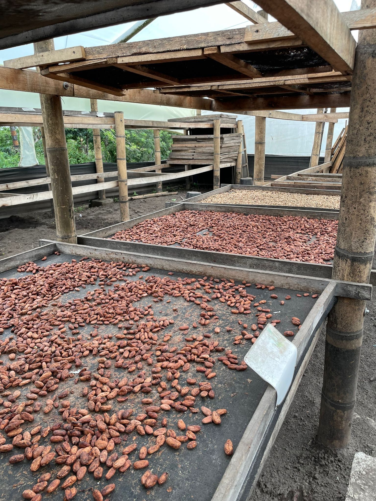 cacao drying.jpeg
