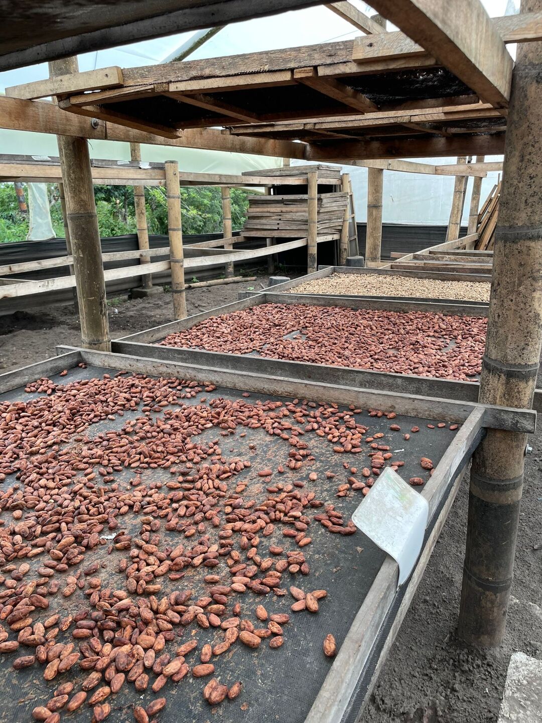 cacao drying.jpeg