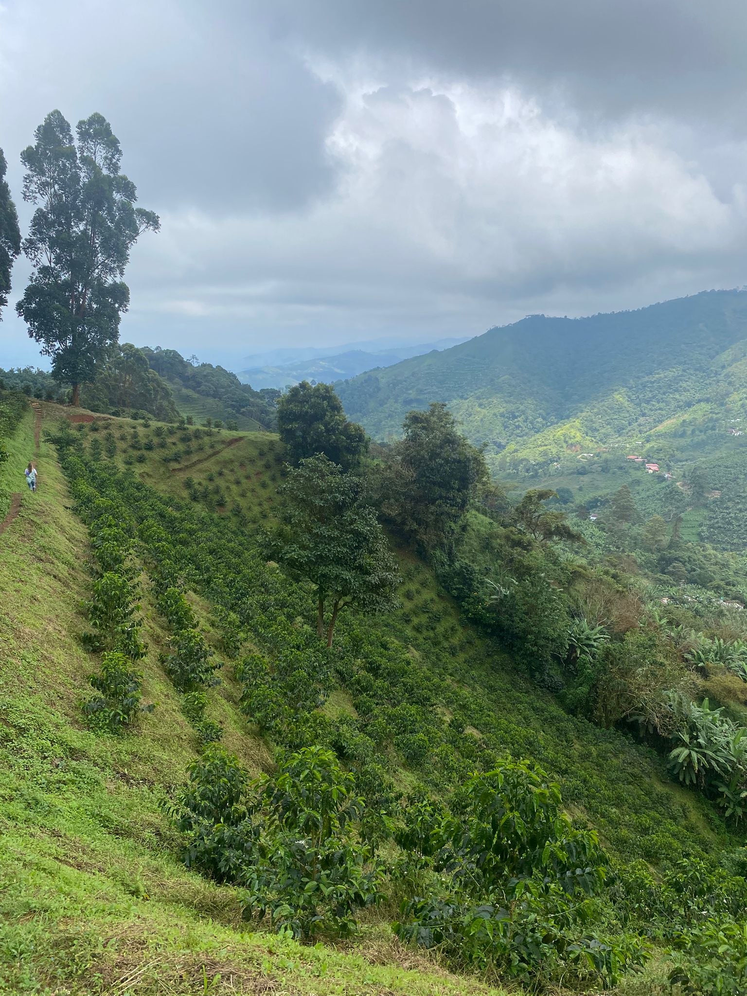 Café granja la Esperanza (3).jpg