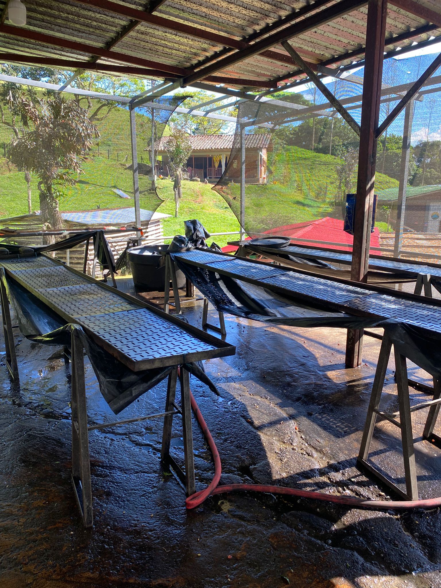 Café granja la Esperanza 1.jpg