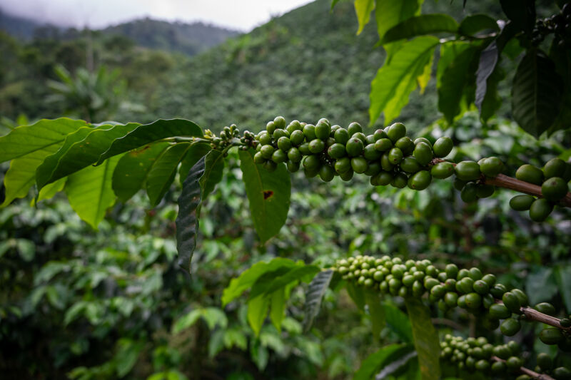 La Manoa