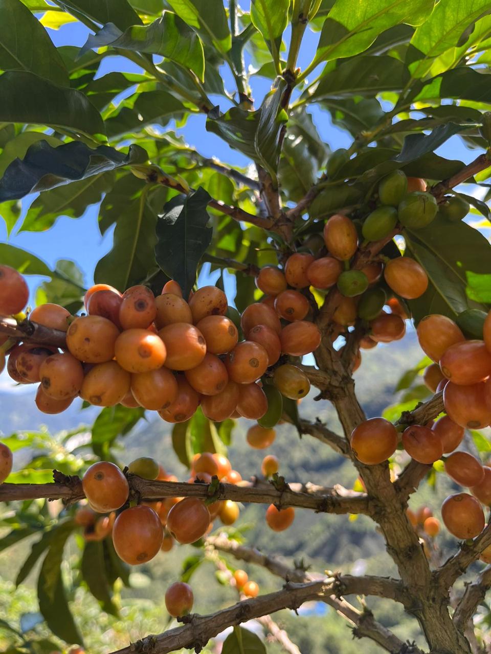 La Manoa