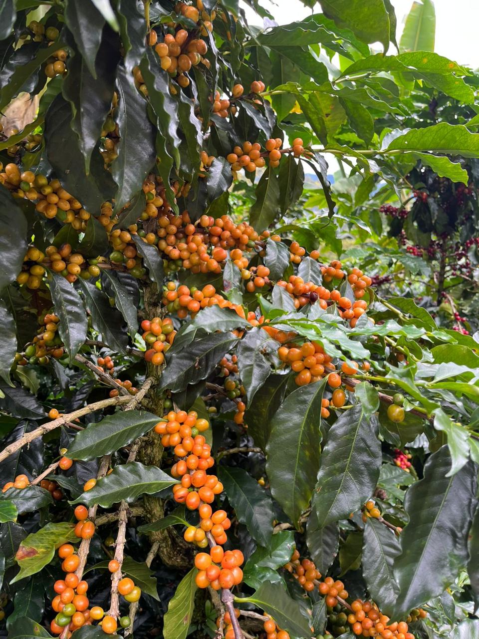 La Manoa