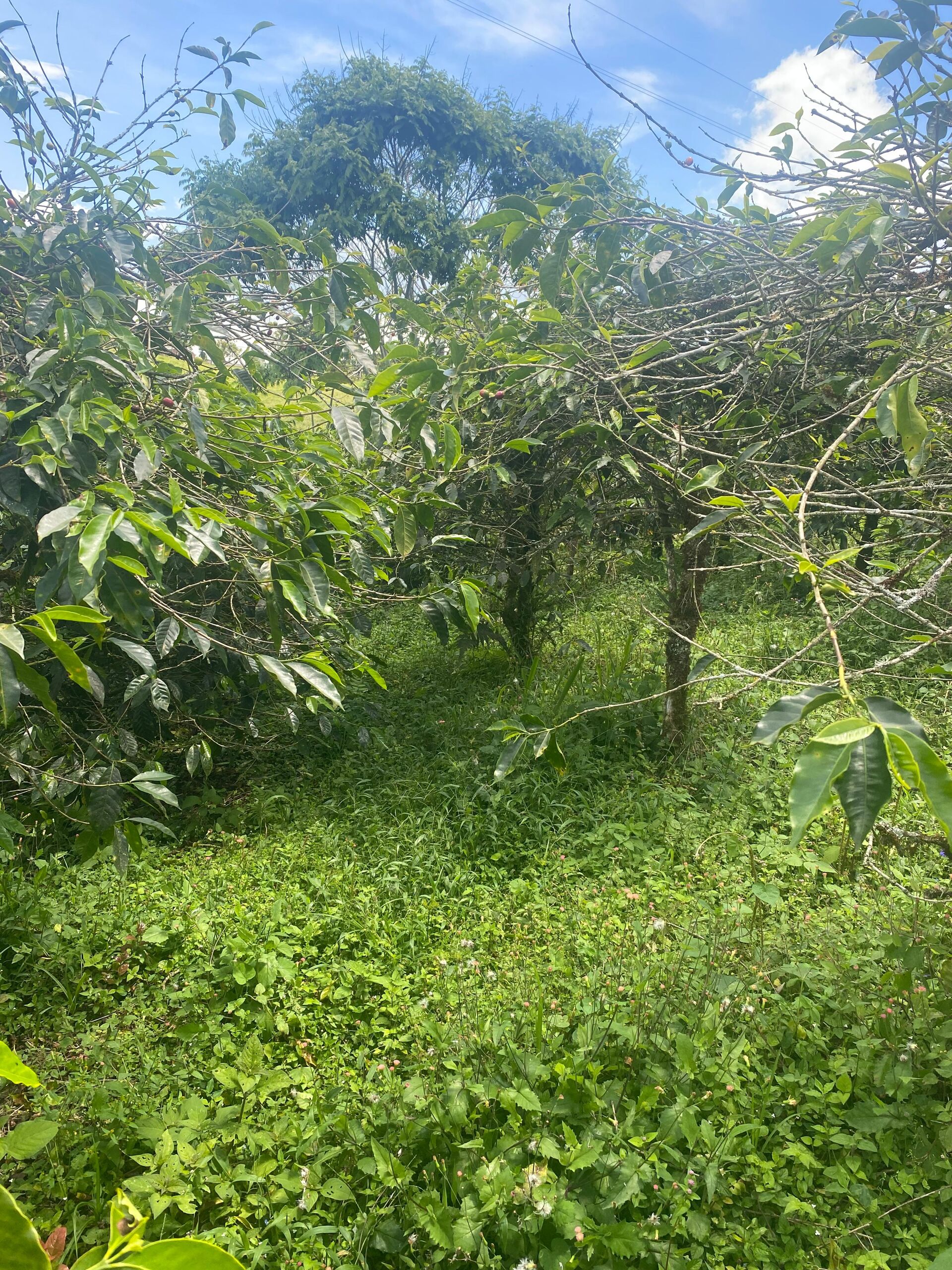 Tierra Linda