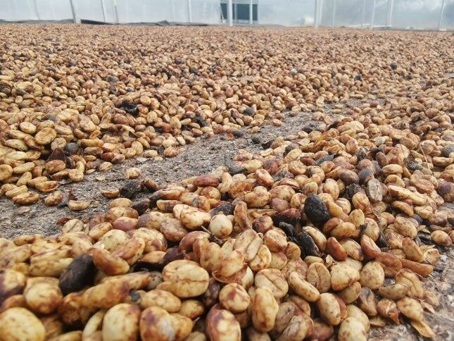 Cordillera del fuego